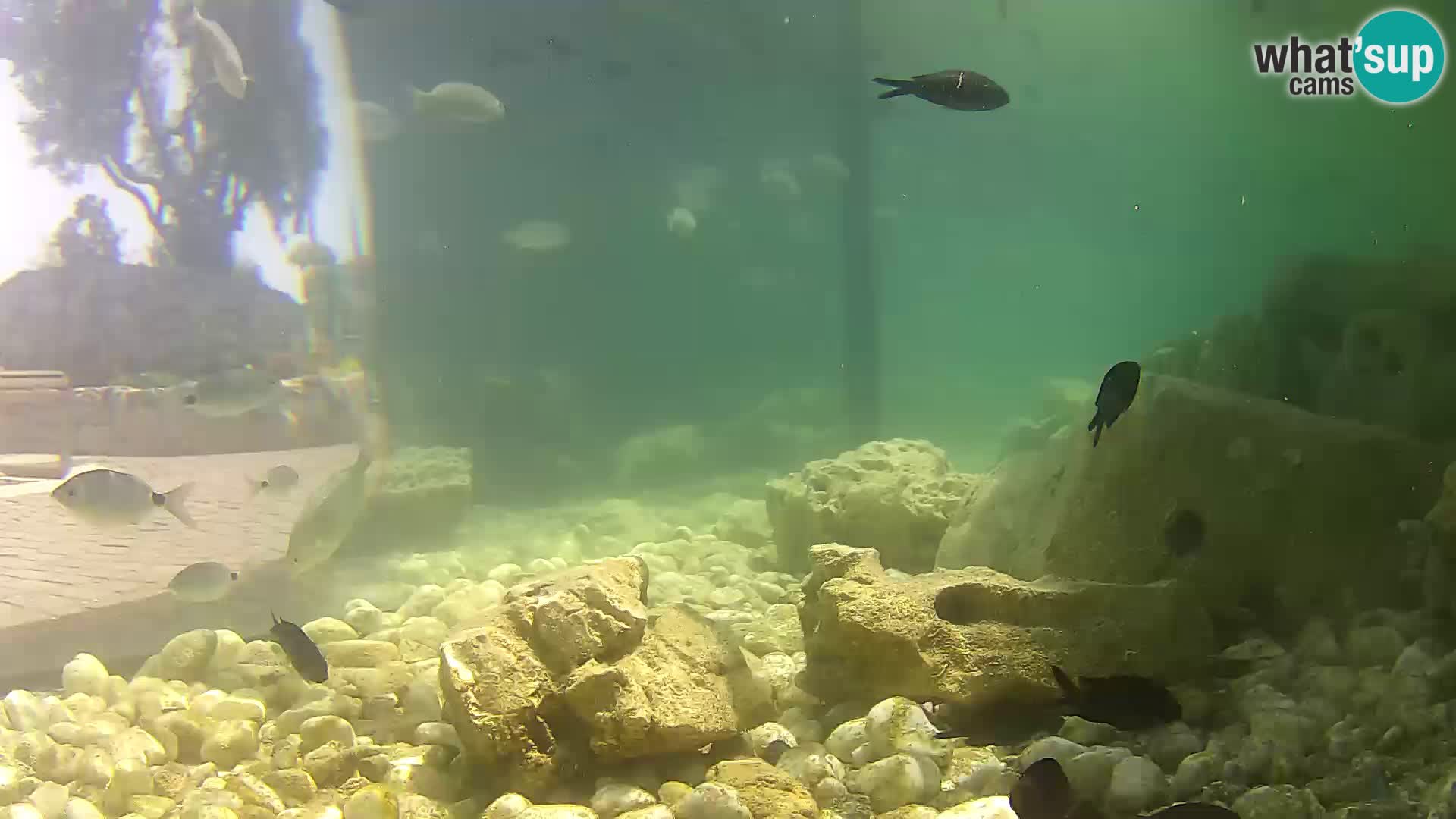 Webcam de l’aquarium marin extérieur de Rogoznica Croatie