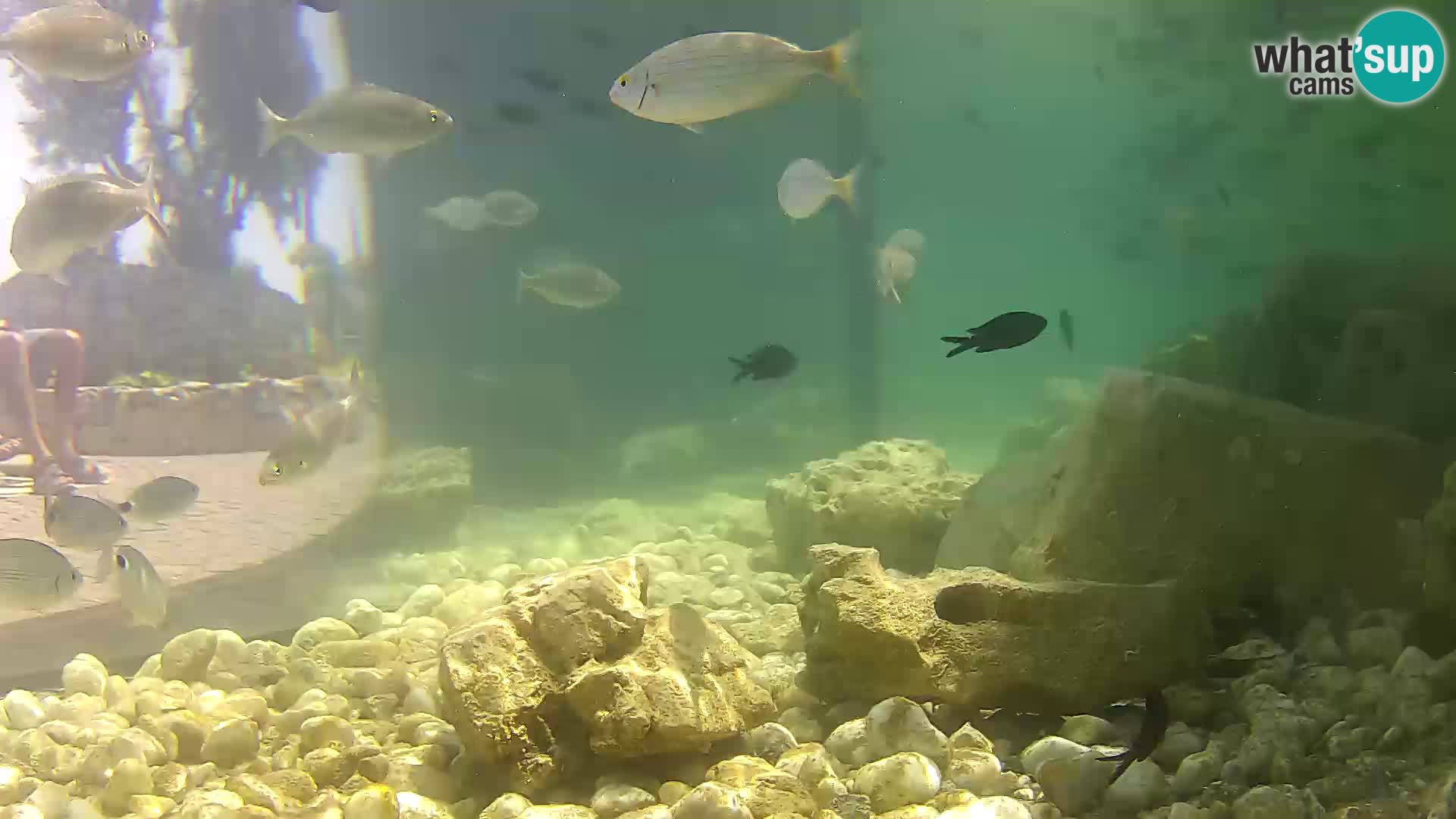 Aquario marino esterno –  Rogoznica livecam Croazia