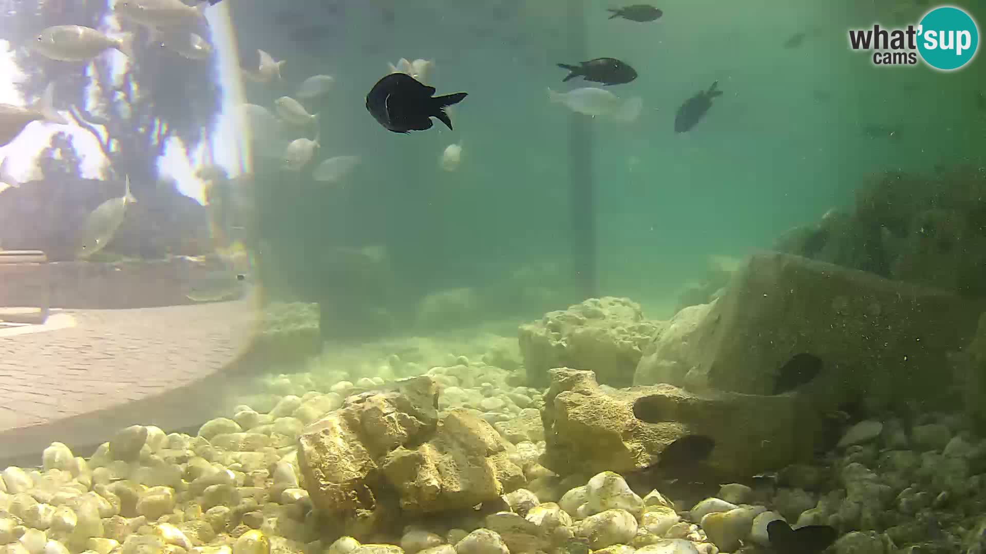 Webcam de l’aquarium marin extérieur de Rogoznica Croatie