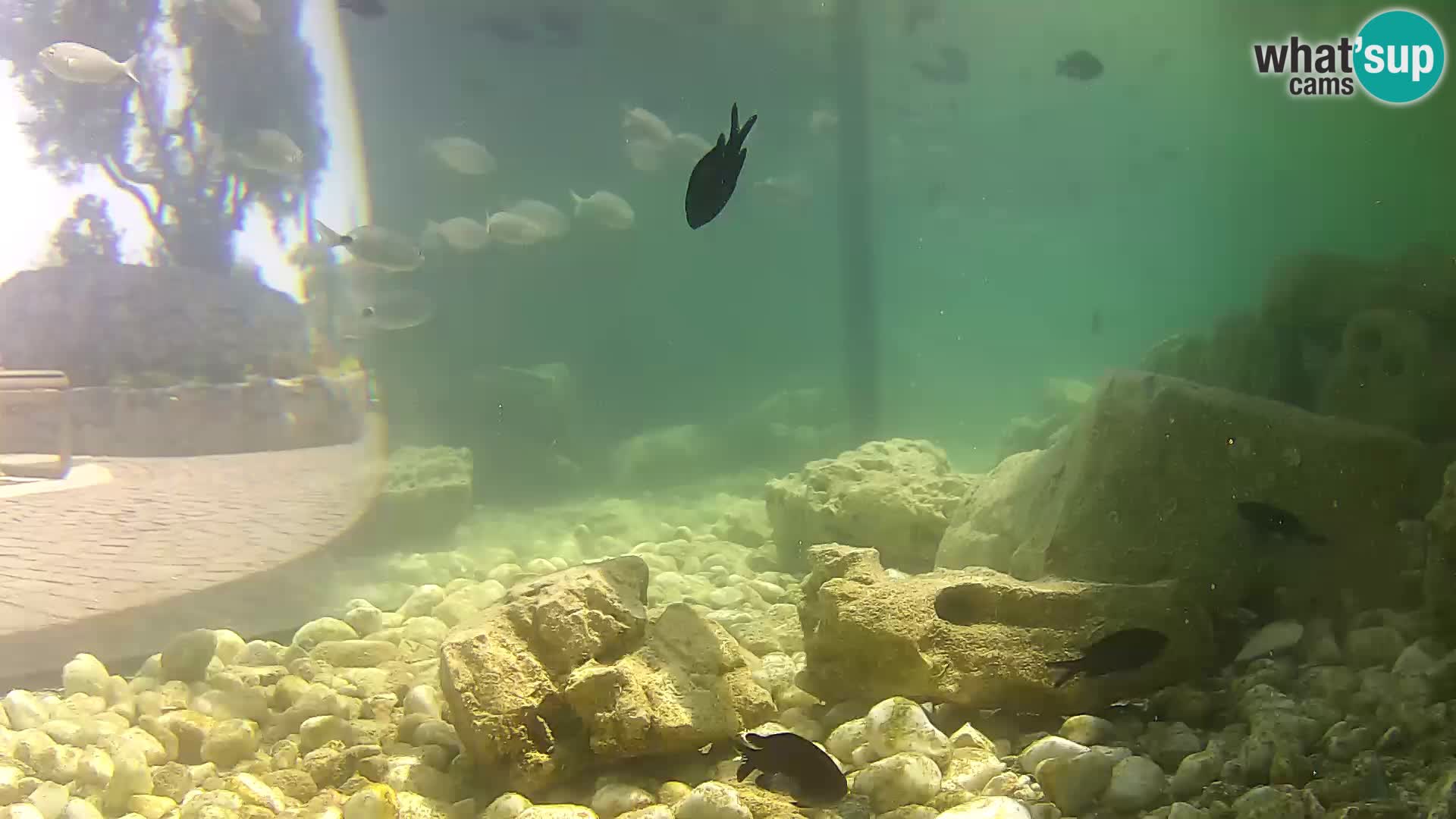 Webcam de l’aquarium marin extérieur de Rogoznica Croatie