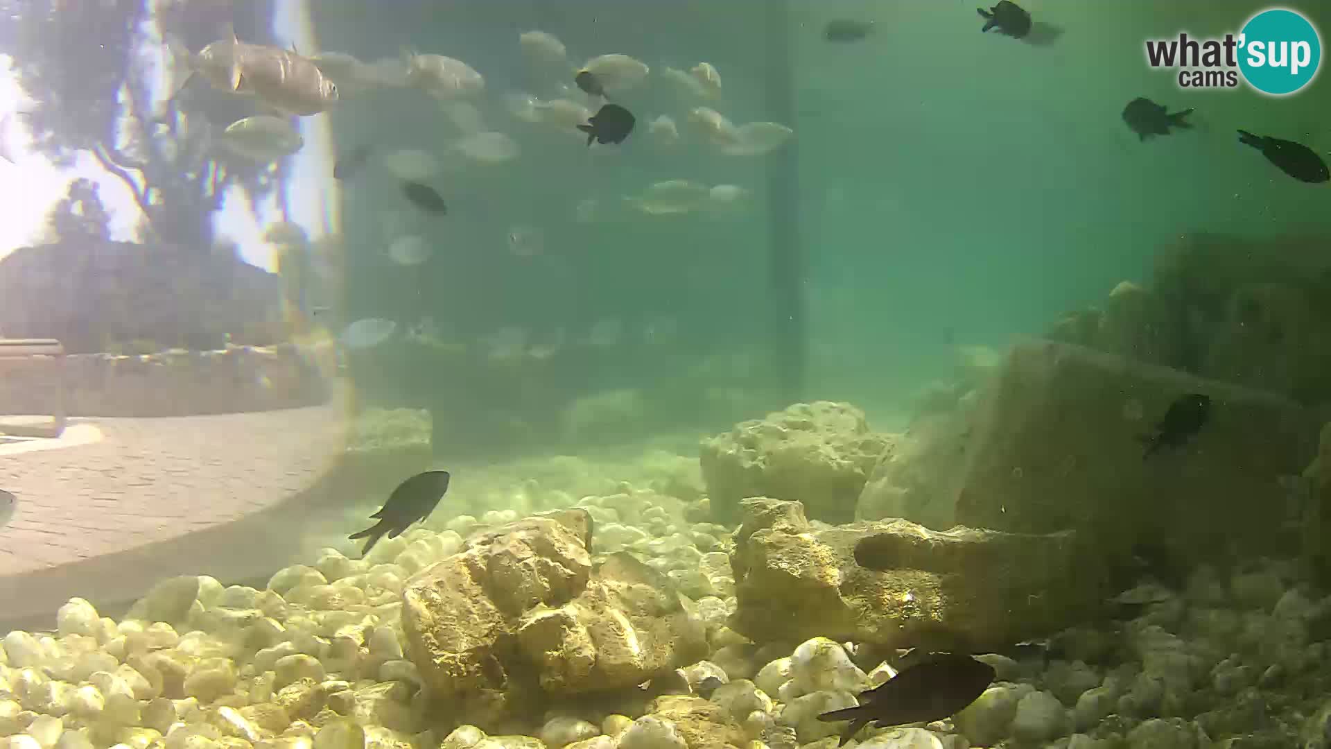 Acuario marino al aire libre Rogoznica webcam Croacia