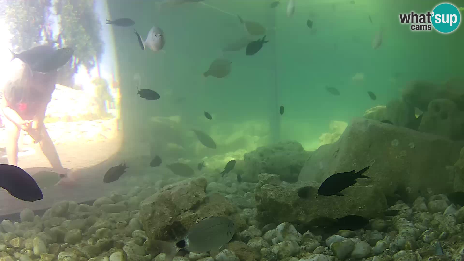 Acuario marino al aire libre Rogoznica webcam Croacia