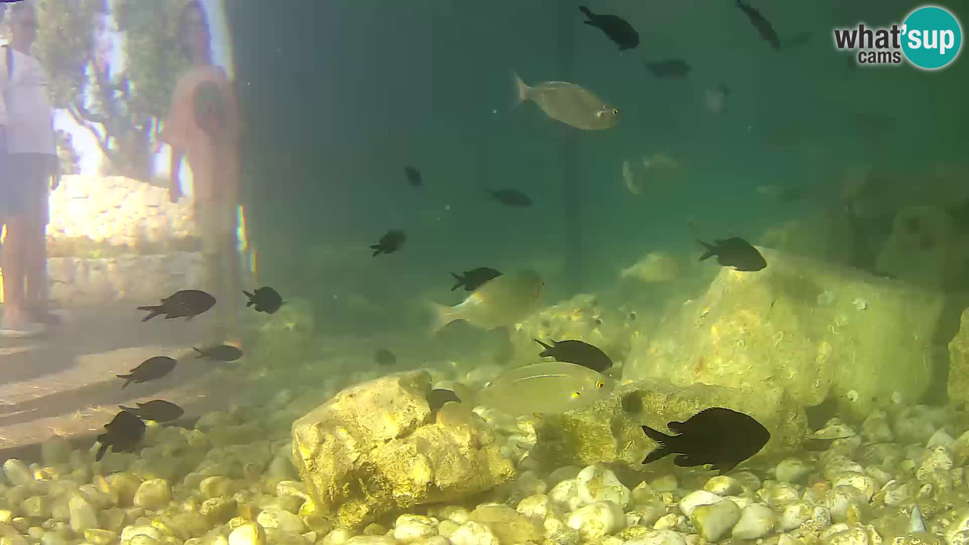 Zunanji morski akvarij Rogoznica spletna kamera Hrvaška