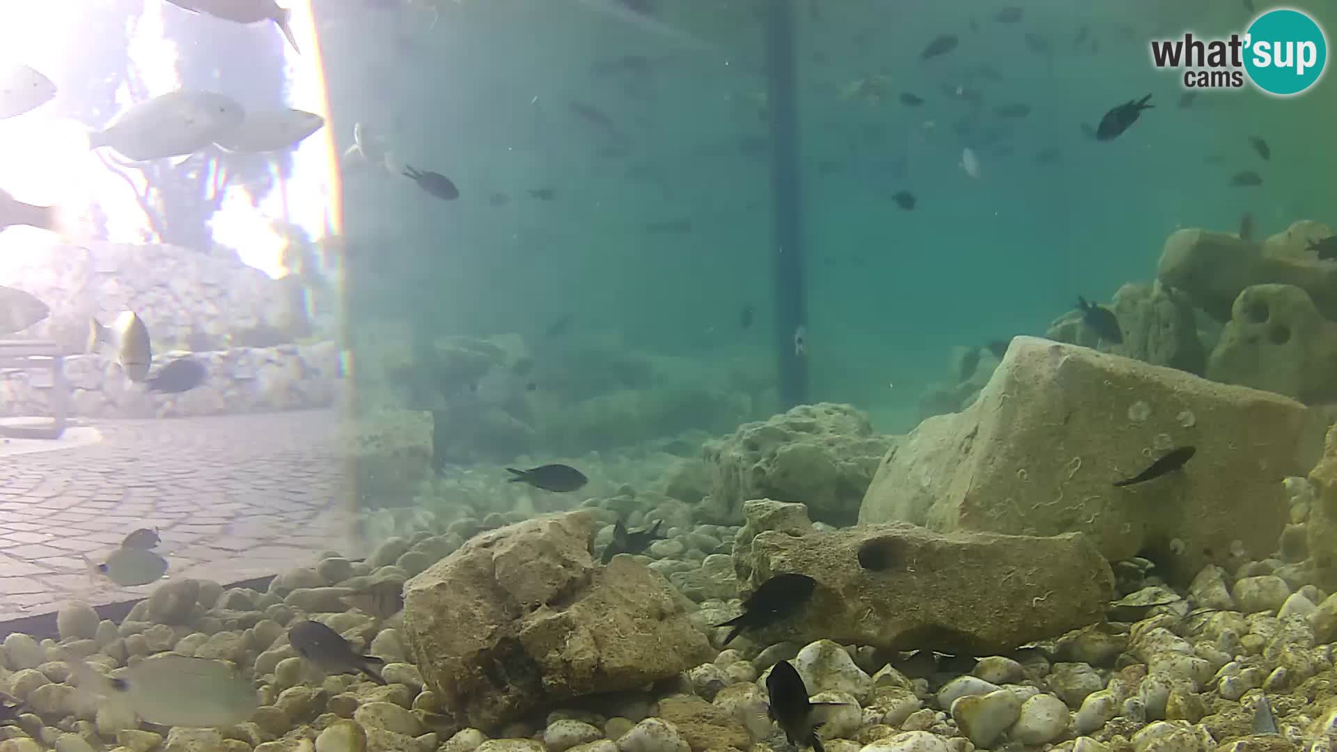 Zunanji morski akvarij Rogoznica spletna kamera Hrvaška