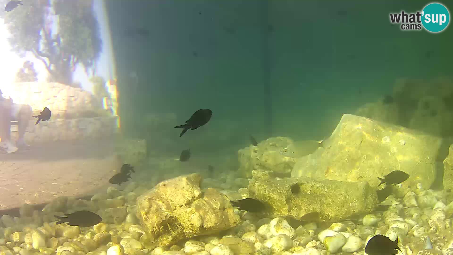 Zunanji morski akvarij Rogoznica spletna kamera Hrvaška