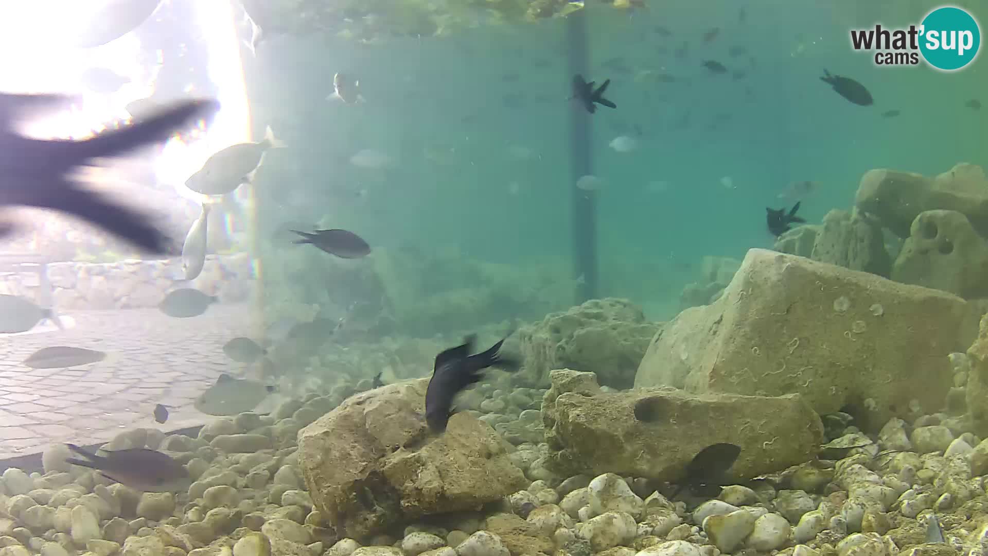 Marine Aquarium im Freien Rogoznica webcam Kroatien