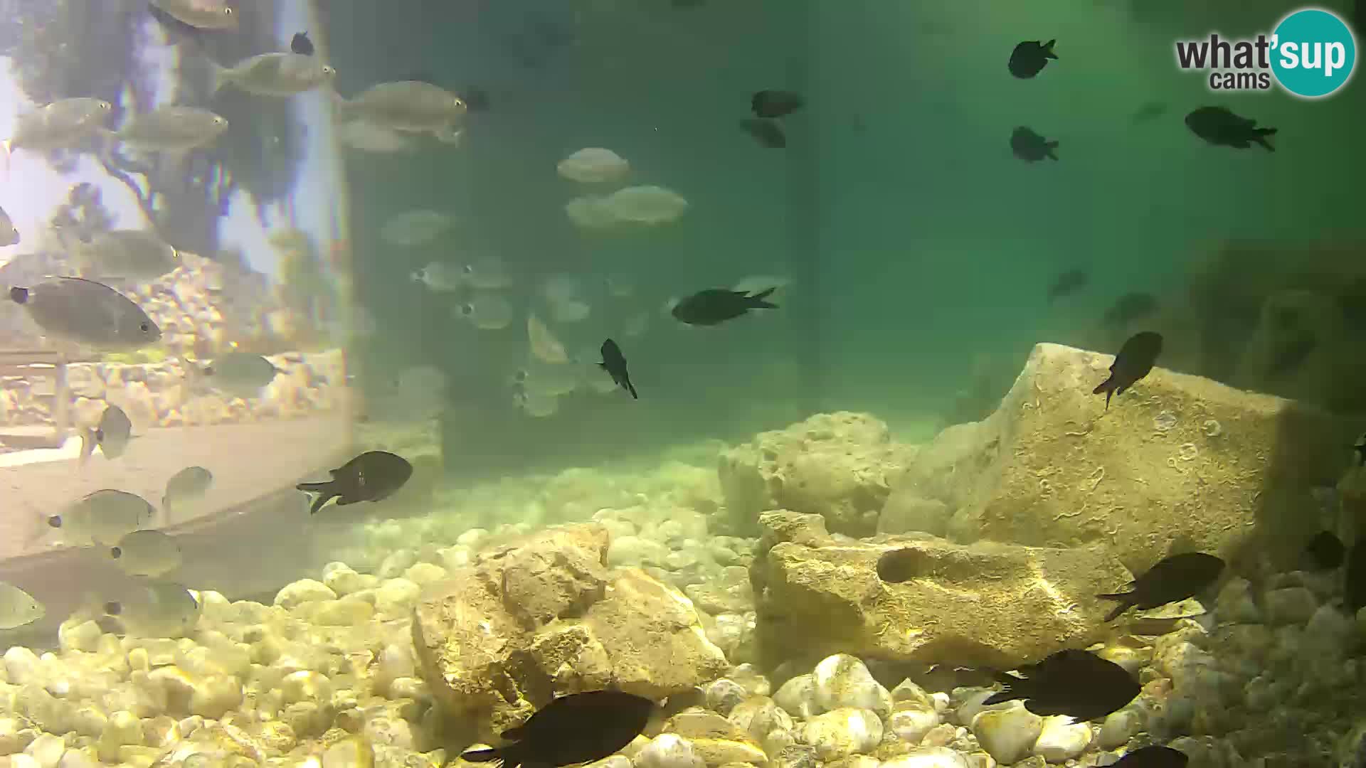 Marine Aquarium im Freien Rogoznica webcam Kroatien
