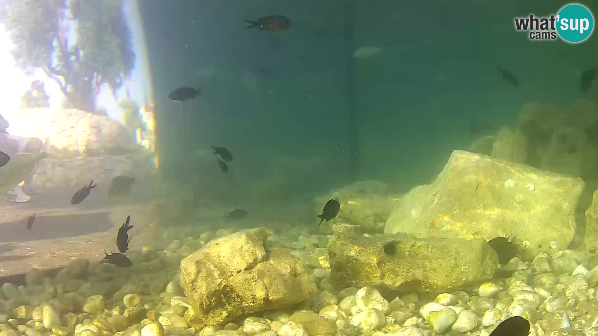 Zunanji morski akvarij Rogoznica spletna kamera Hrvaška