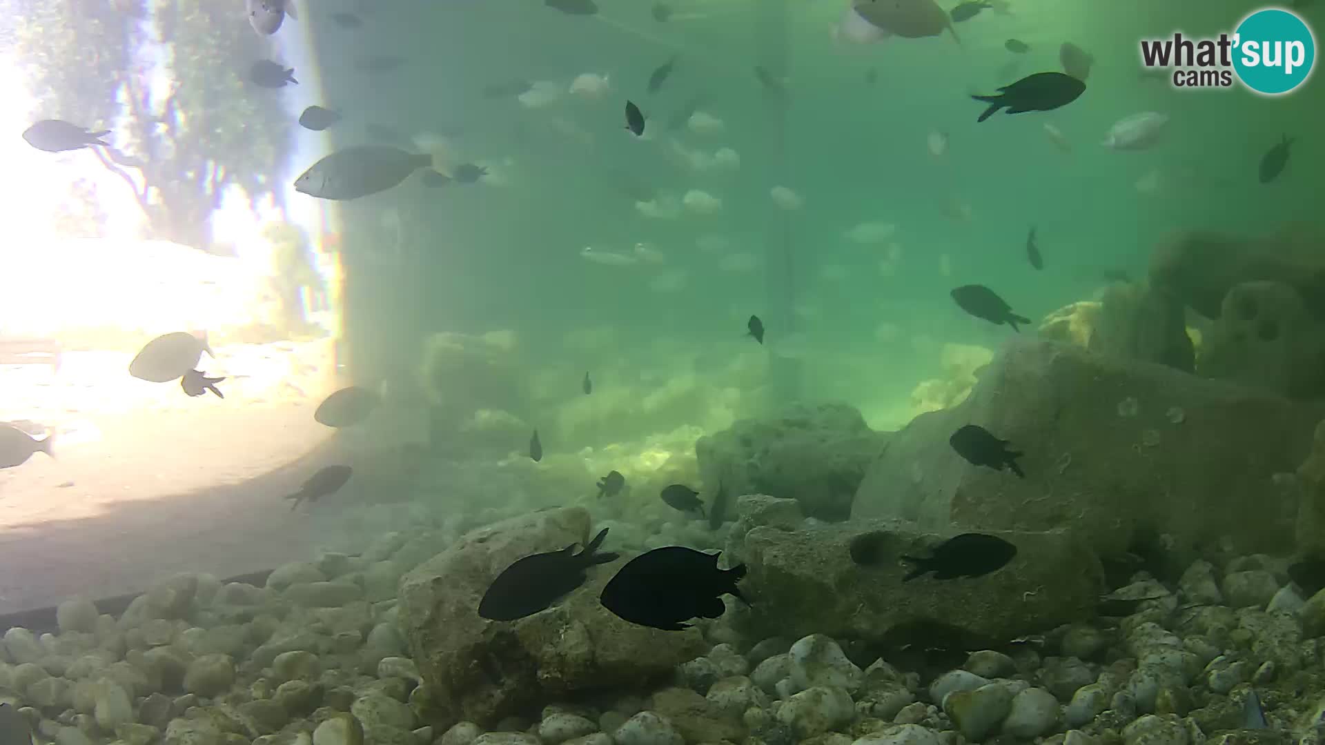 Webcam de l’aquarium marin extérieur de Rogoznica Croatie