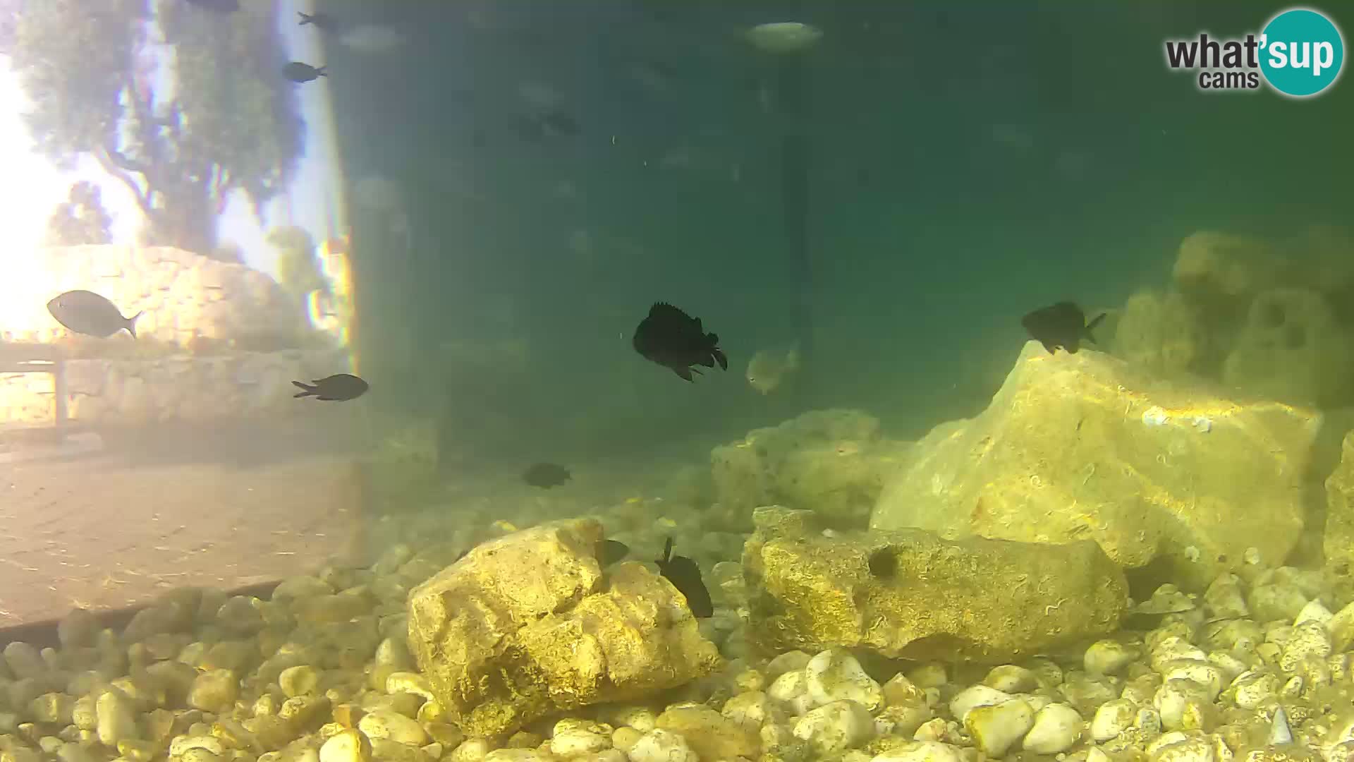 Zunanji morski akvarij Rogoznica spletna kamera Hrvaška