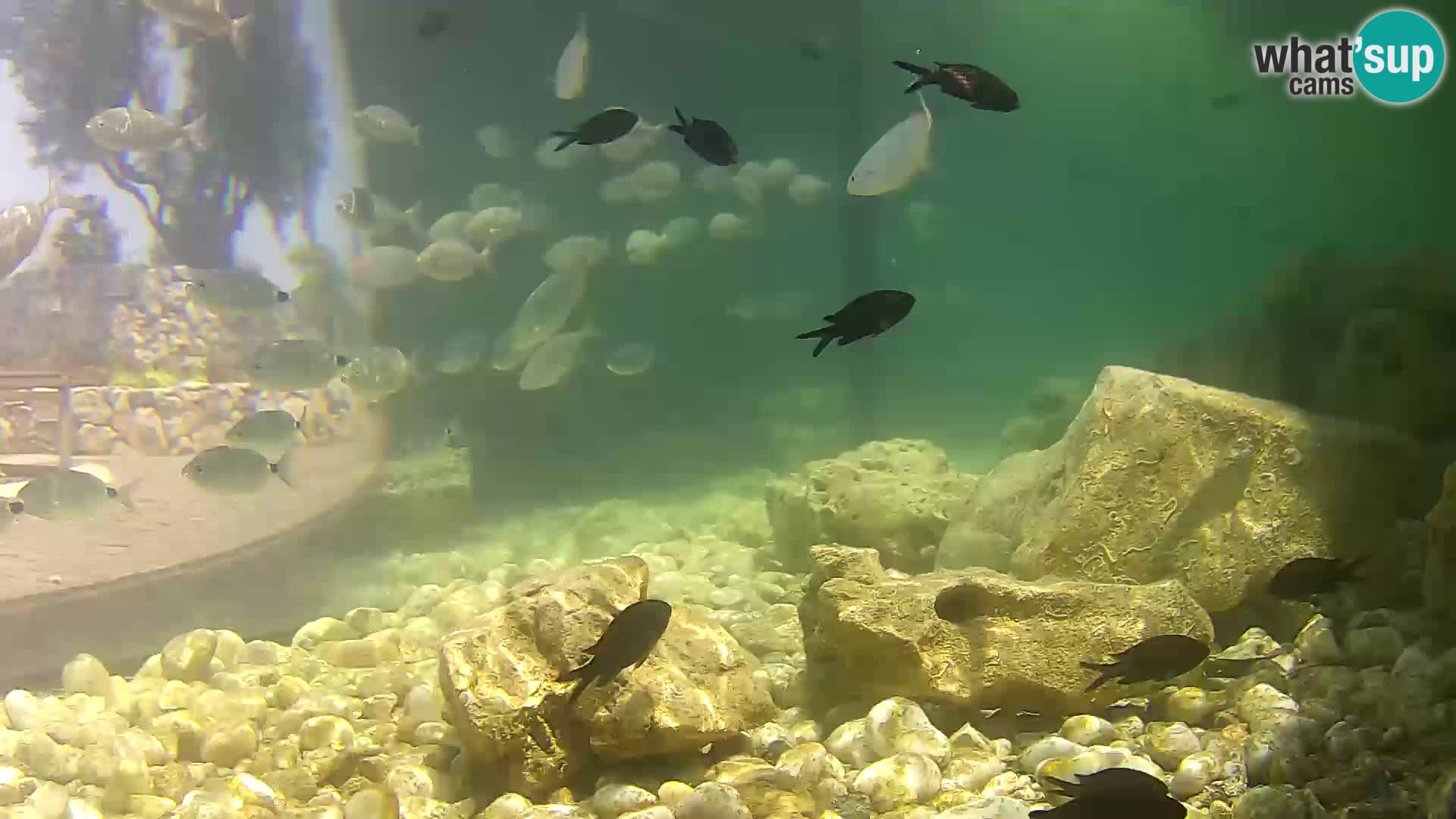 Acuario marino al aire libre Rogoznica webcam Croacia