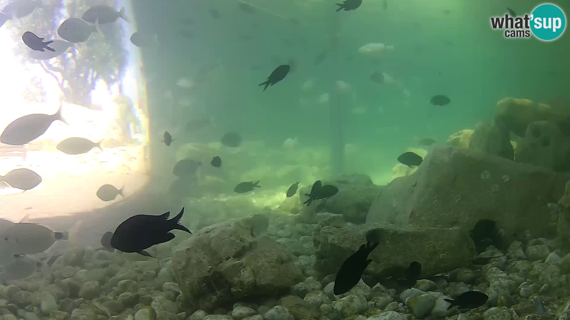 Acuario marino al aire libre Rogoznica webcam Croacia