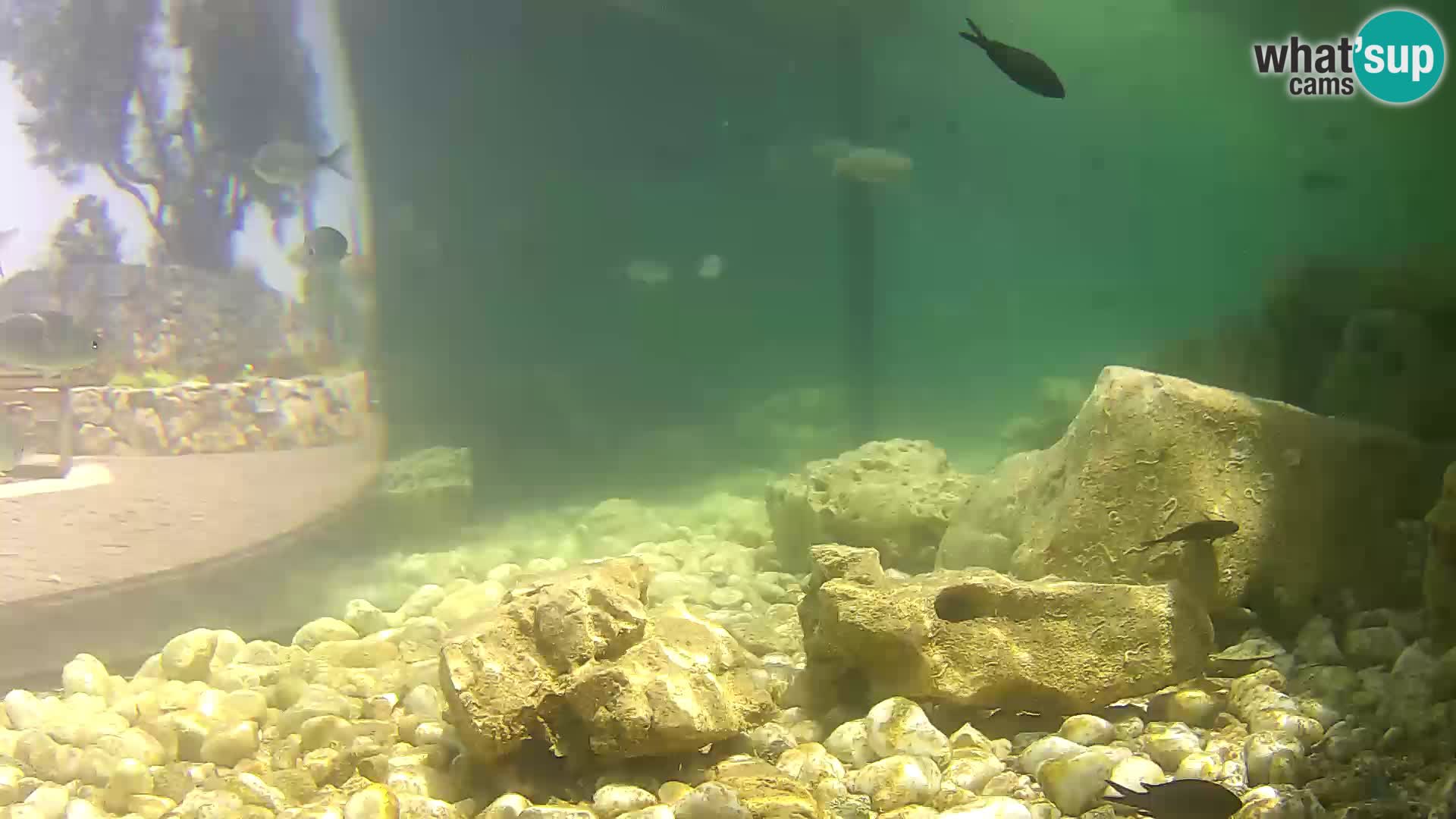 Webcam de l’aquarium marin extérieur de Rogoznica Croatie