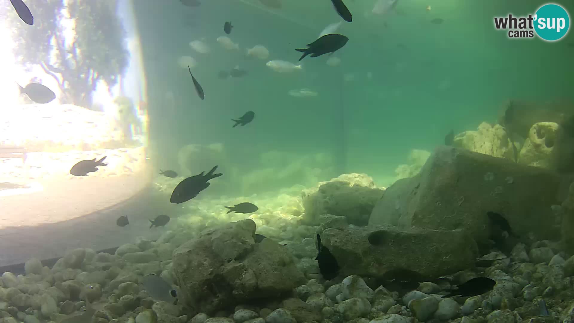 Zunanji morski akvarij Rogoznica spletna kamera Hrvaška