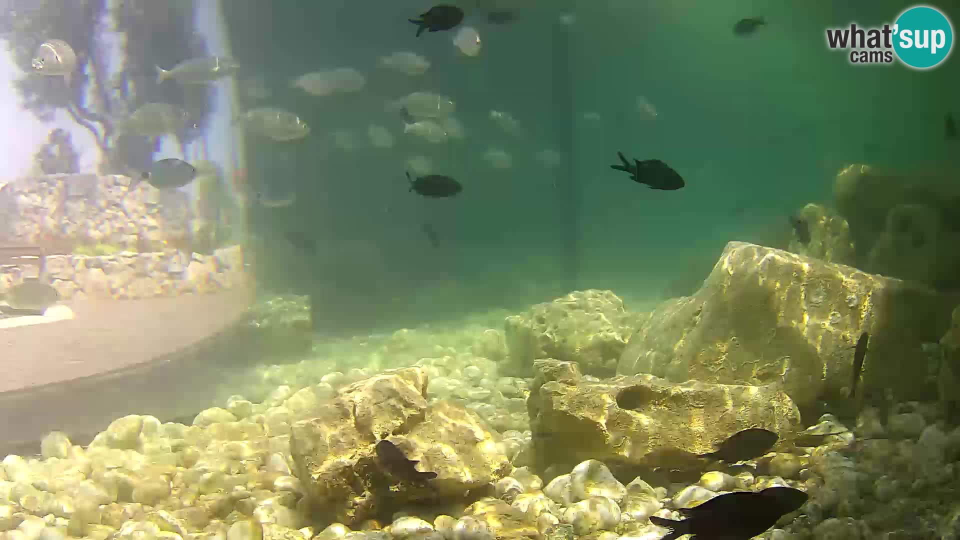 Marine Aquarium im Freien Rogoznica webcam Kroatien