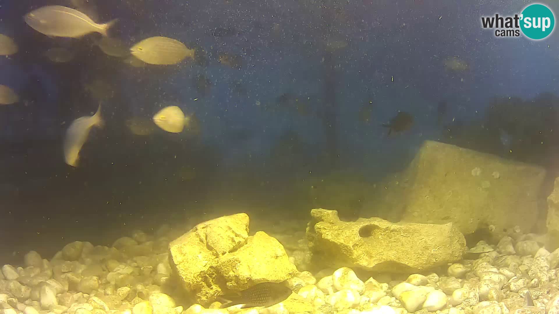 Marine Aquarium im Freien Rogoznica webcam Kroatien