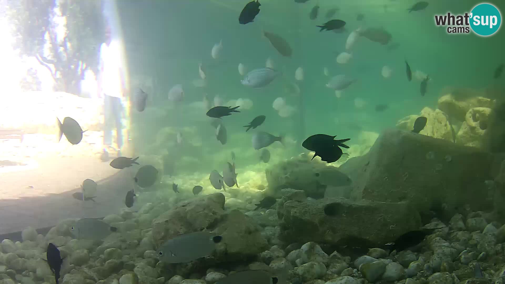 Aquario marino esterno –  Rogoznica livecam Croazia