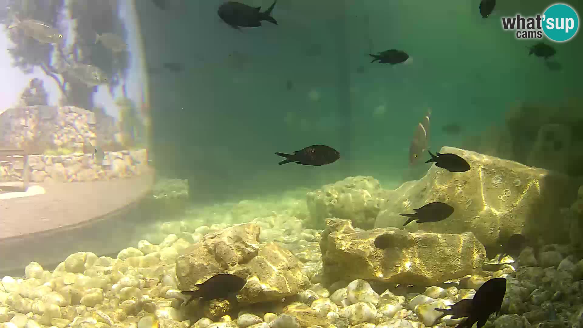 Webcam de l’aquarium marin extérieur de Rogoznica Croatie