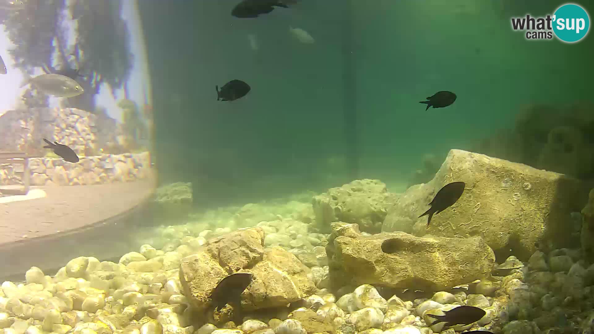 Marine Aquarium im Freien Rogoznica webcam Kroatien