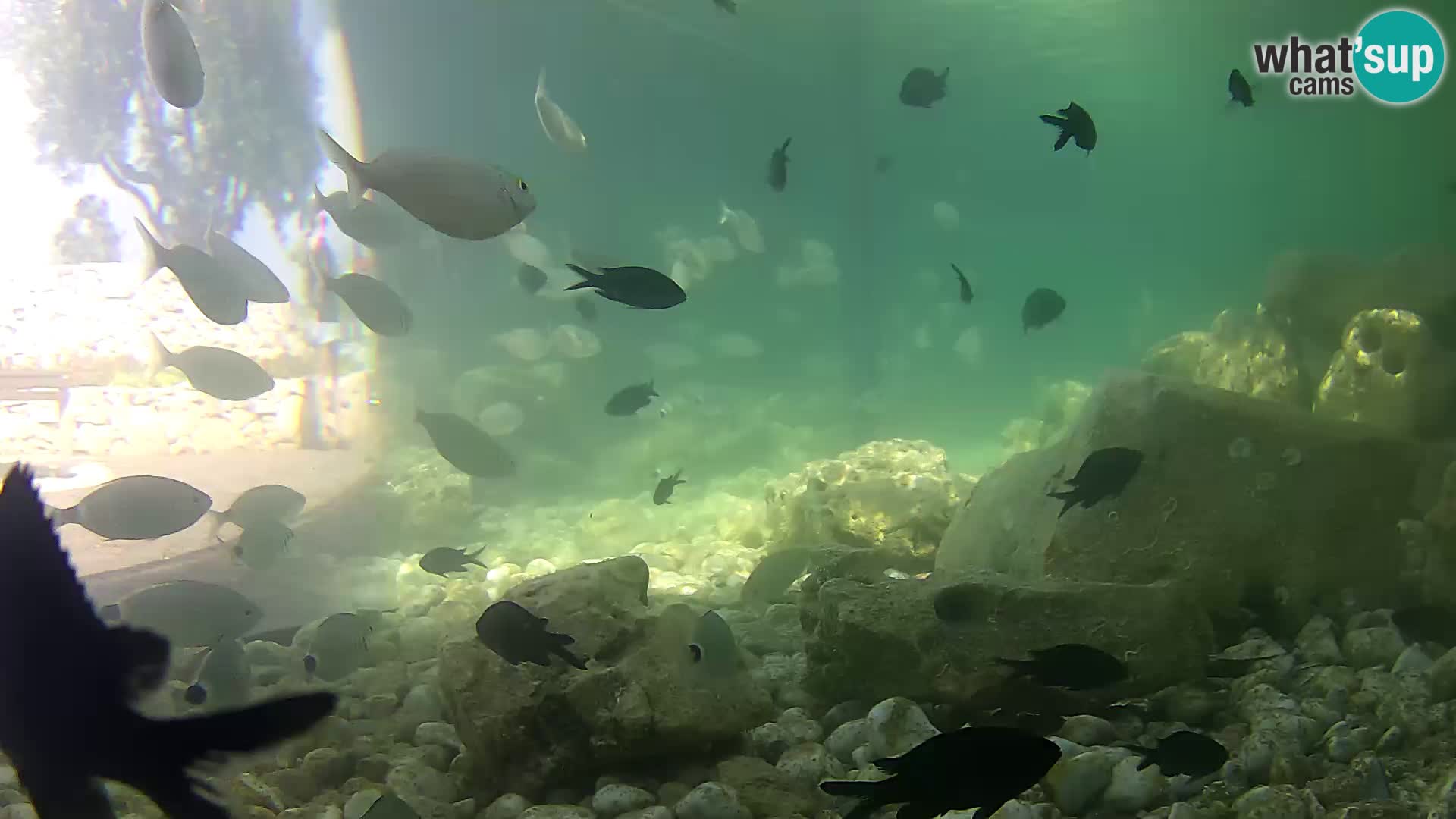 Marine Aquarium im Freien Rogoznica webcam Kroatien