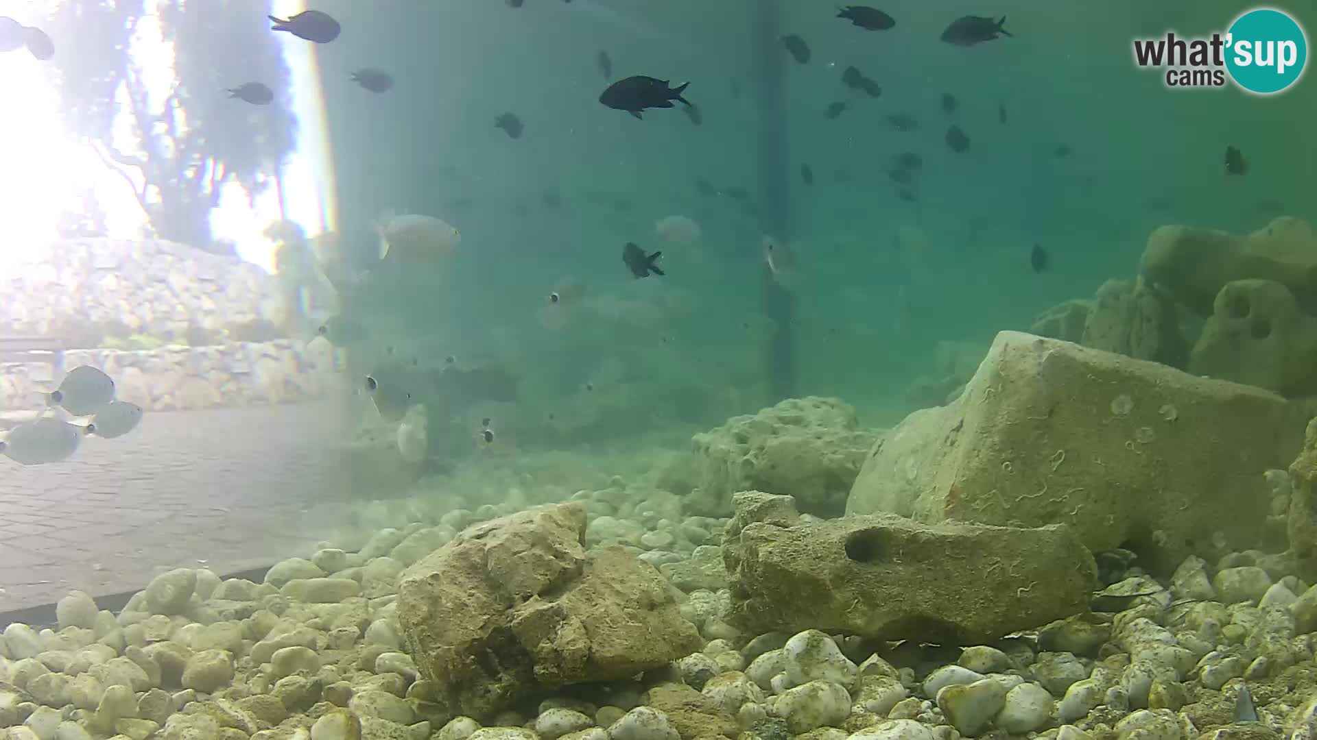 Aquario marino esterno –  Rogoznica livecam Croazia