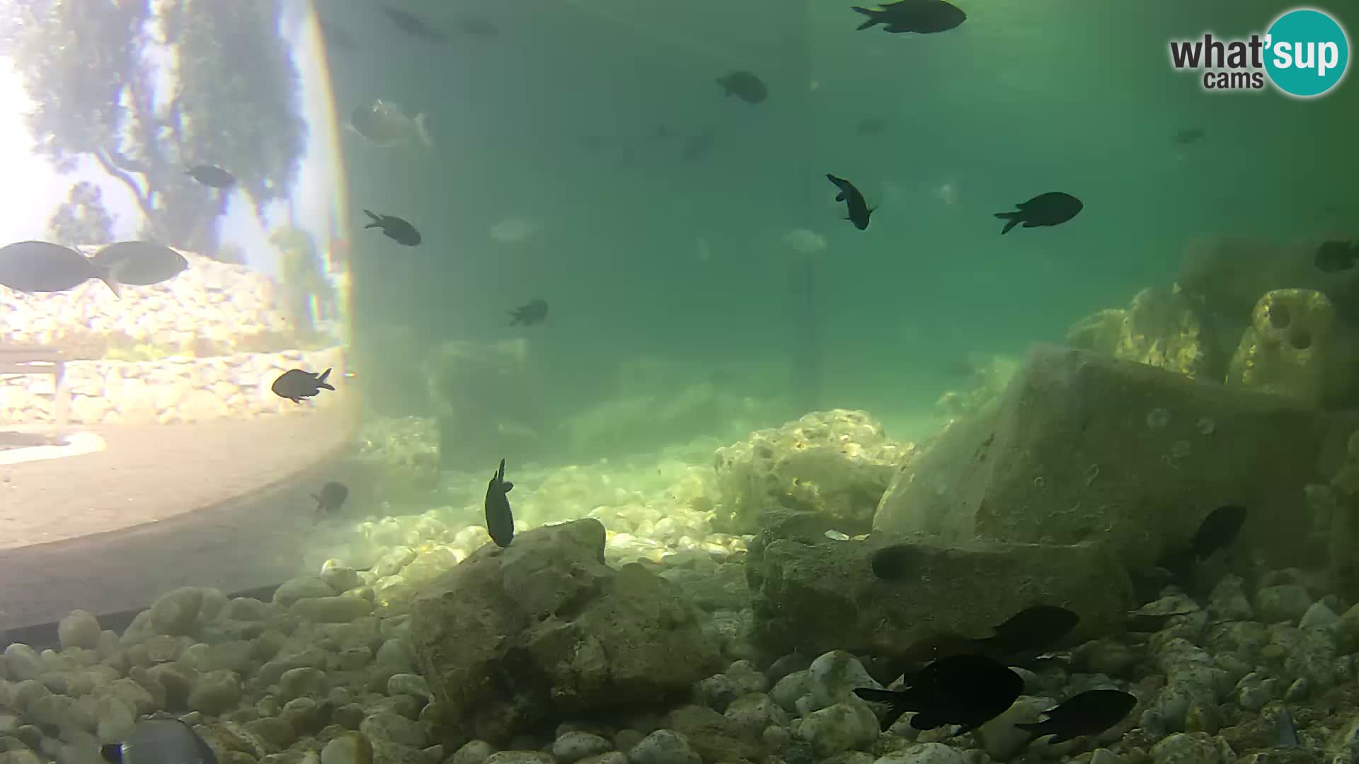Aquario marino esterno –  Rogoznica livecam Croazia