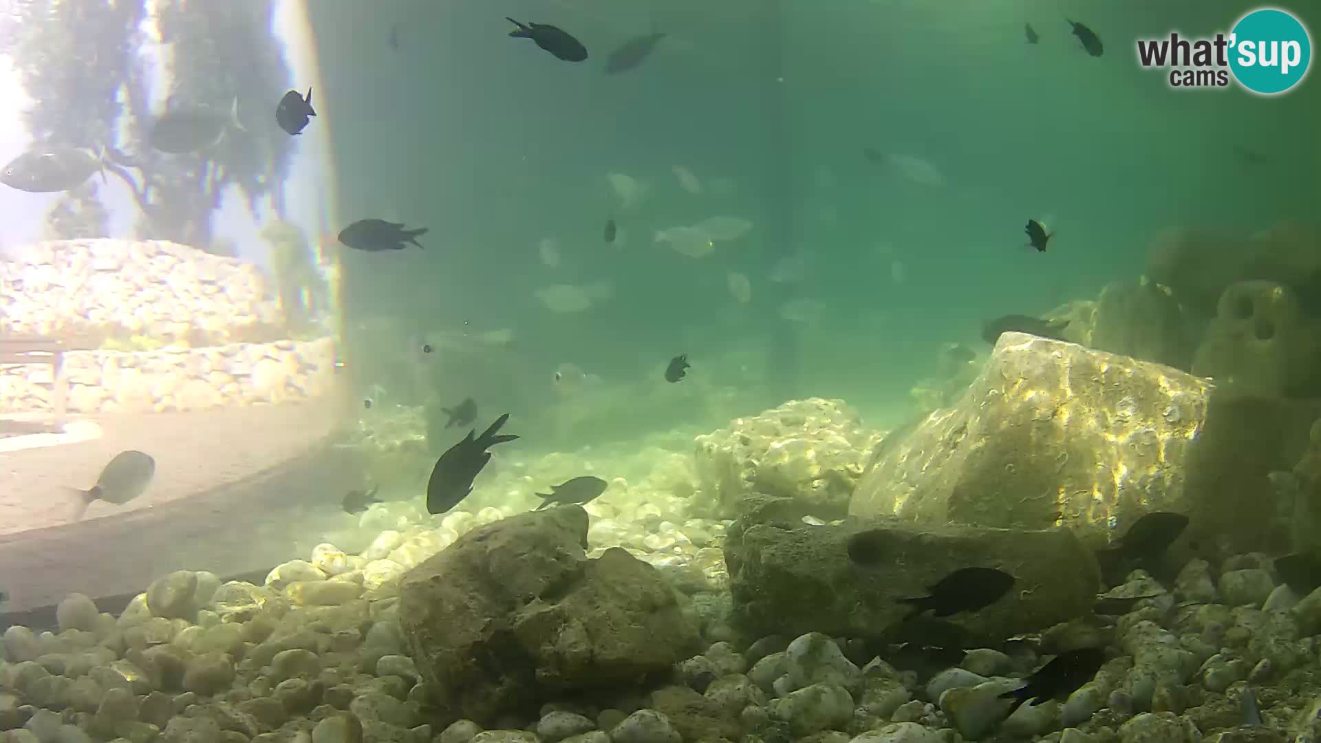 Marine Aquarium im Freien Rogoznica webcam Kroatien