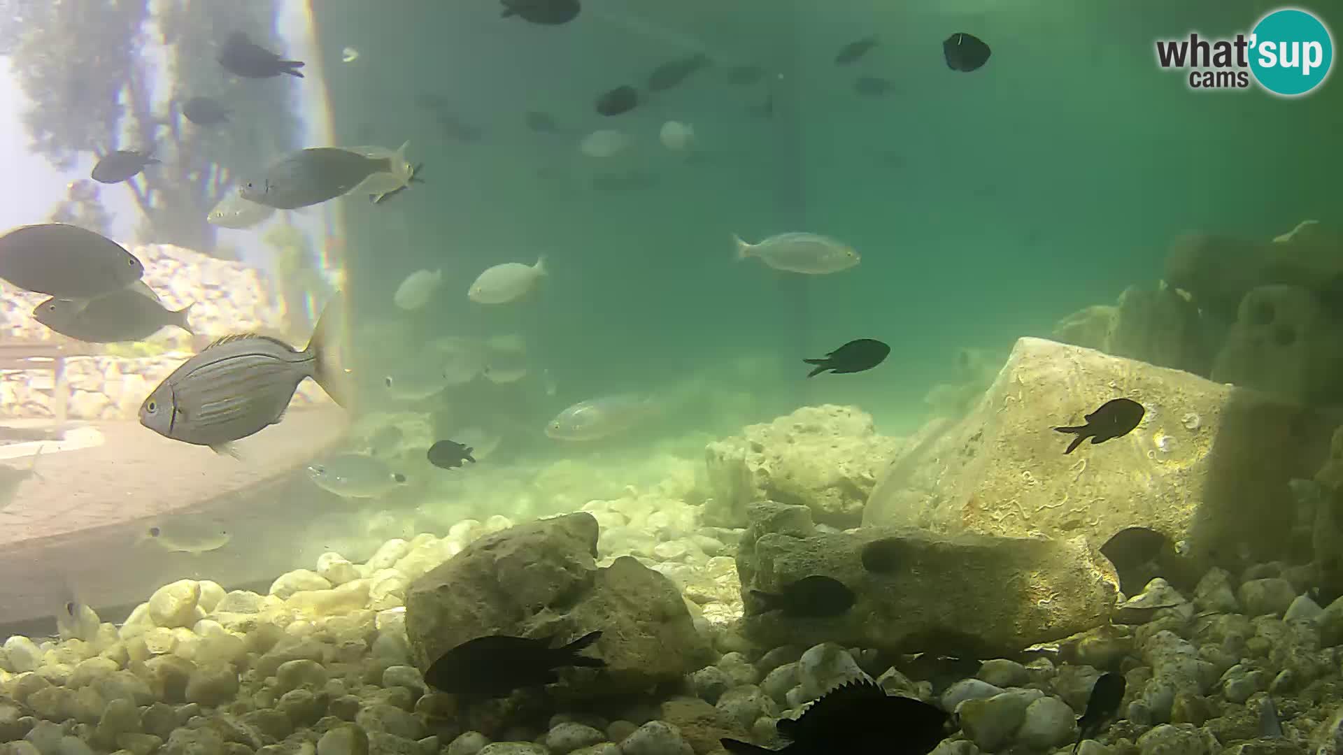 Aquario marino esterno –  Rogoznica livecam Croazia