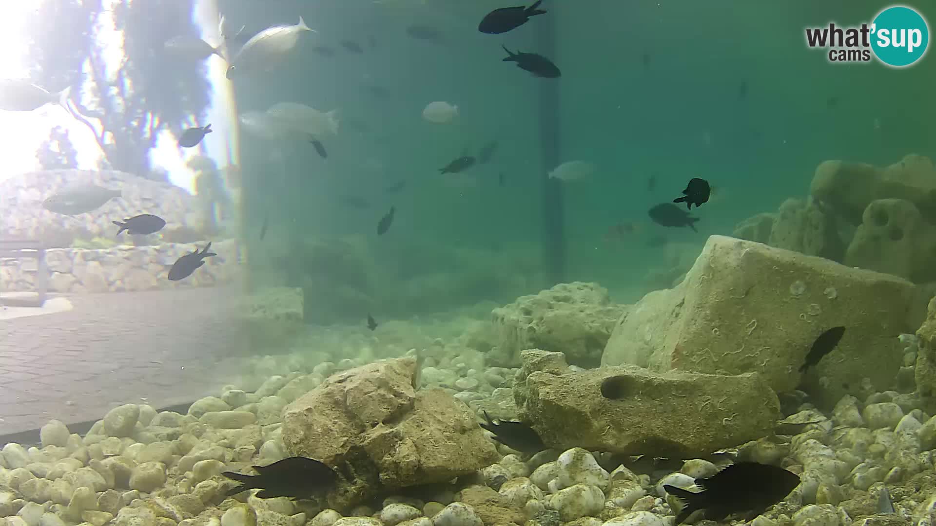 Marine Aquarium im Freien Rogoznica webcam Kroatien
