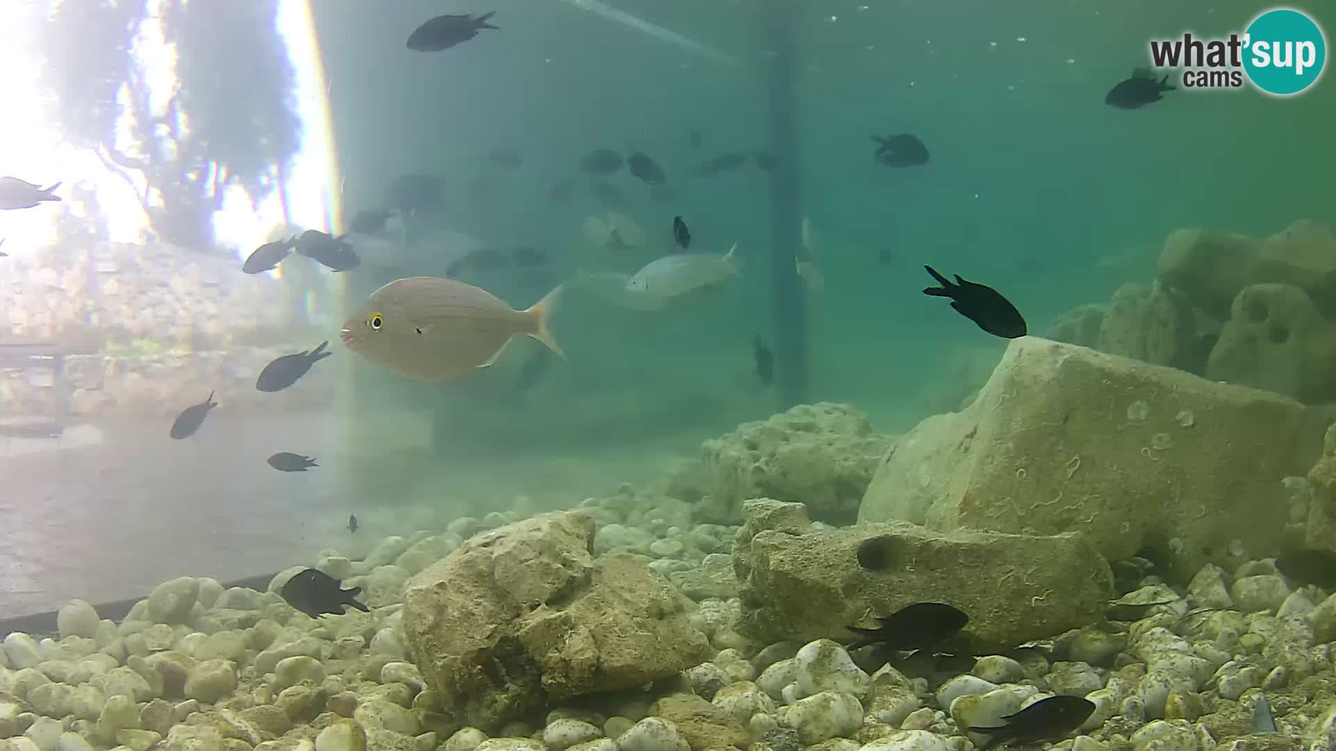 Zunanji morski akvarij Rogoznica spletna kamera Hrvaška