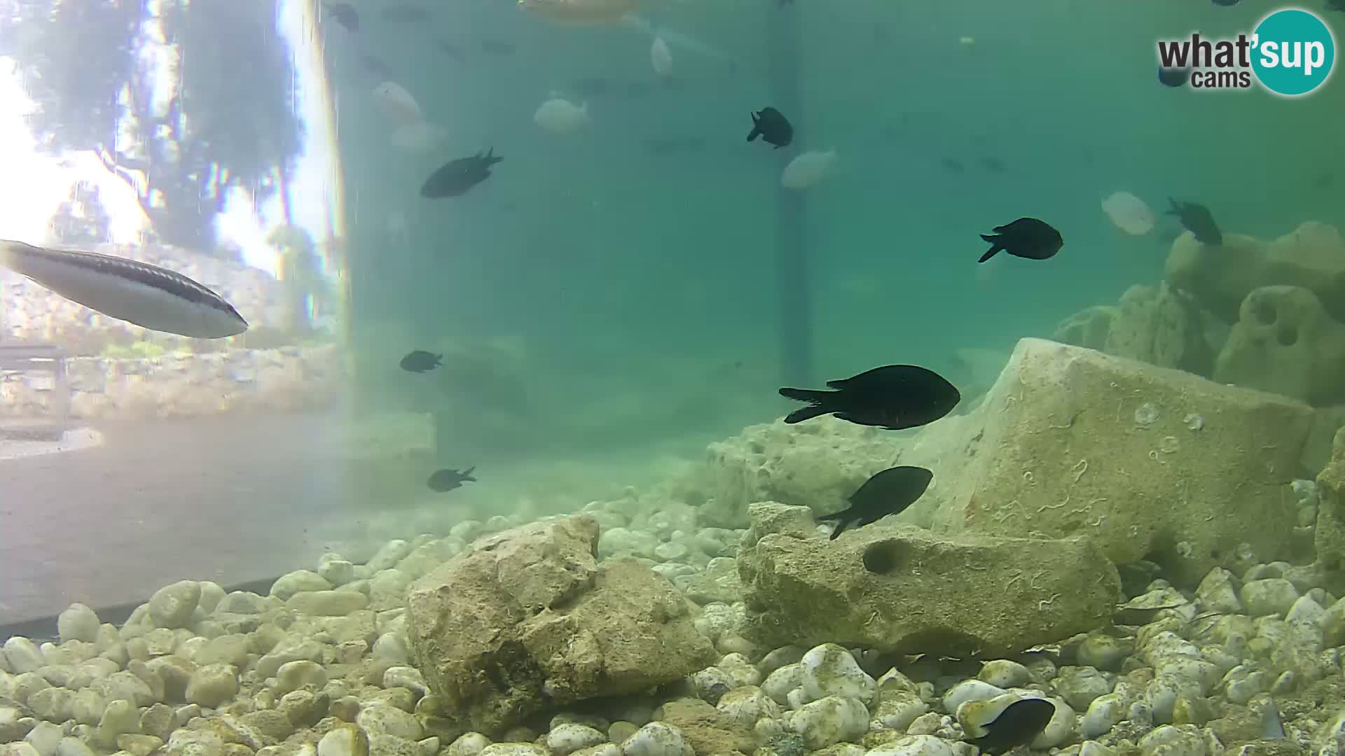 Aquario marino esterno –  Rogoznica livecam Croazia