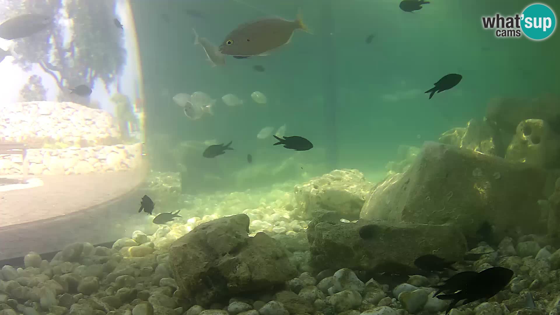 Outdoor Marine Aquarium Rogoznica webcam Croatia