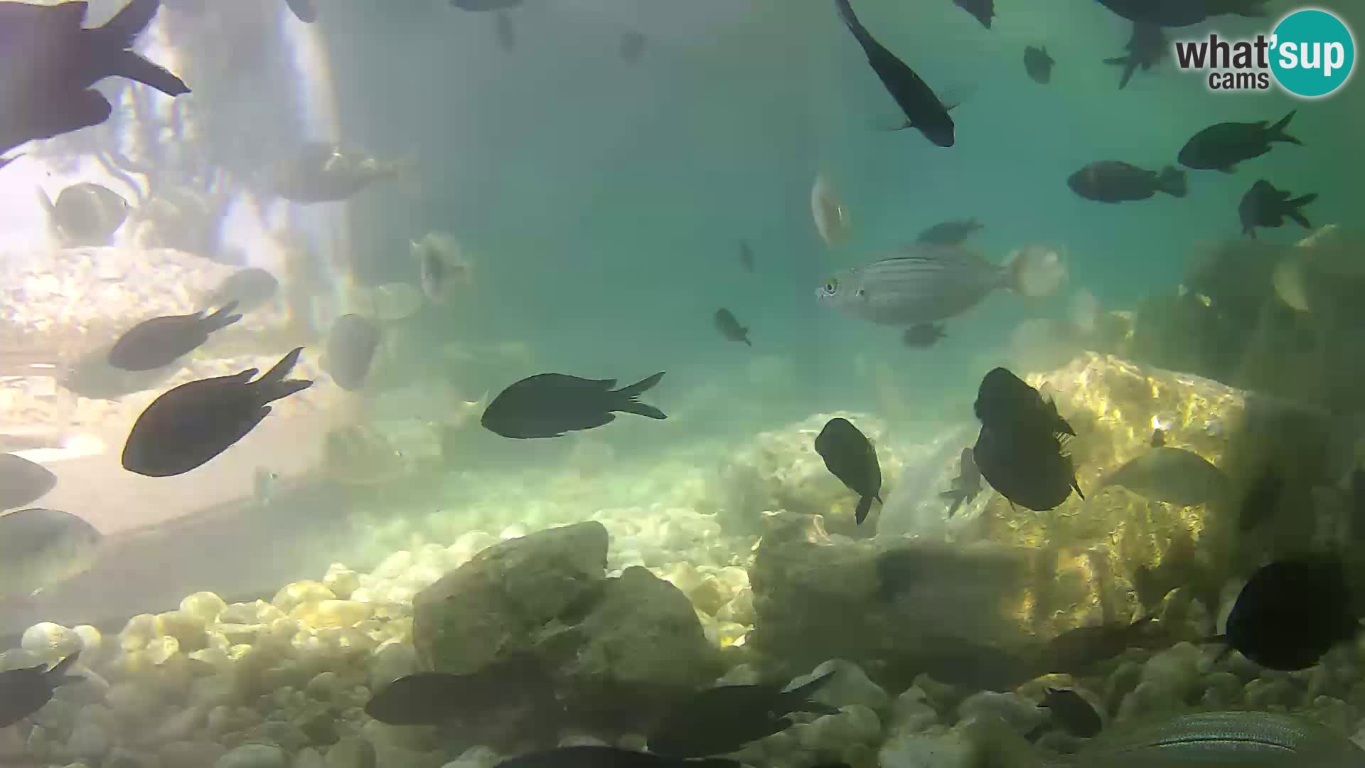 Acuario marino al aire libre Rogoznica webcam Croacia