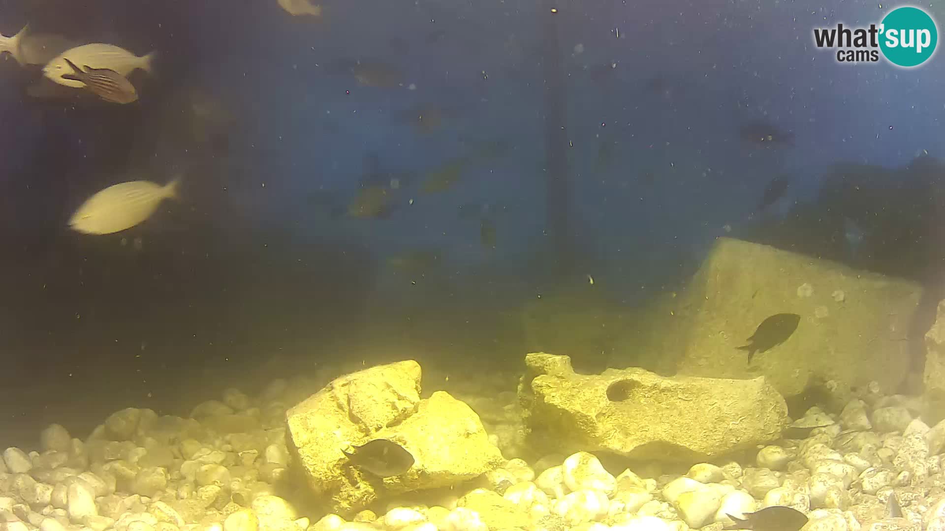 Outdoor Marine Aquarium Rogoznica webcam Croatia