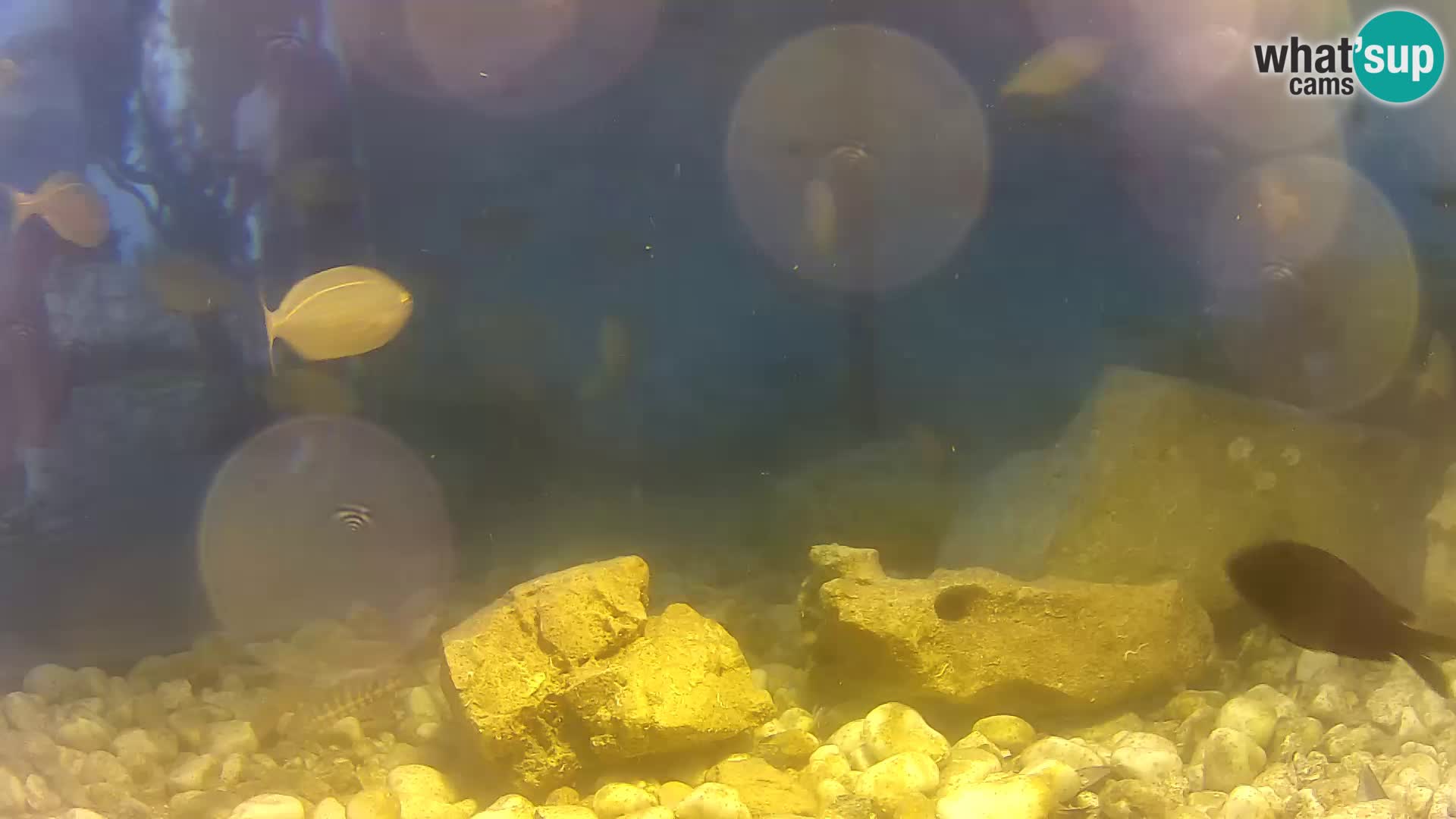 Marine Aquarium im Freien Rogoznica webcam Kroatien