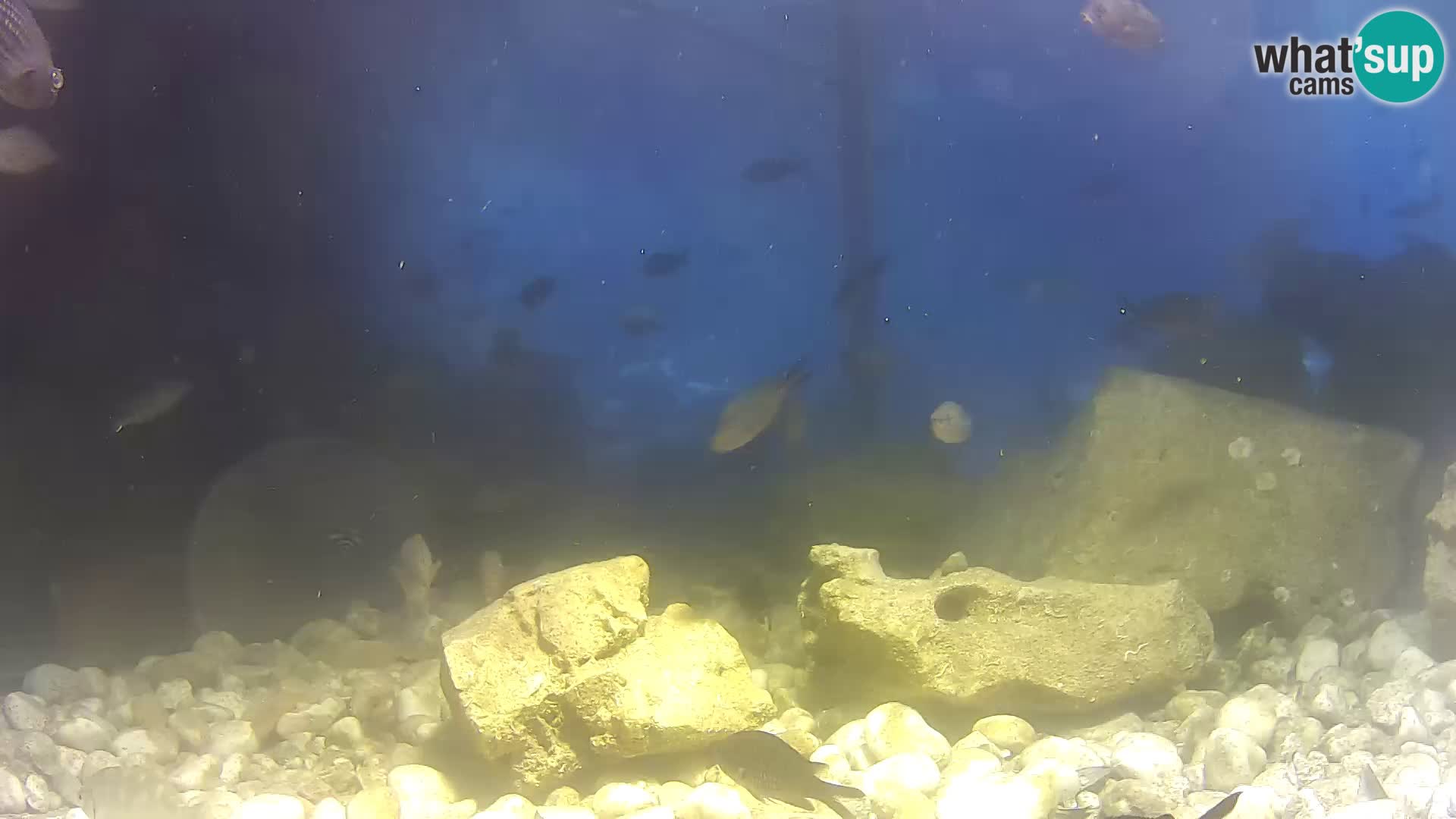 Outdoor Marine Aquarium Rogoznica webcam Croatia