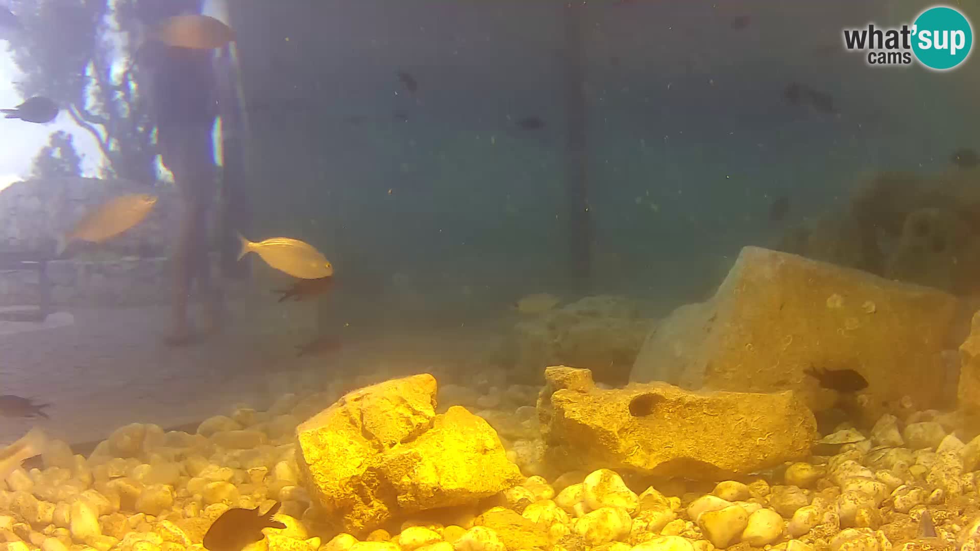 Webcam de l’aquarium marin extérieur de Rogoznica Croatie
