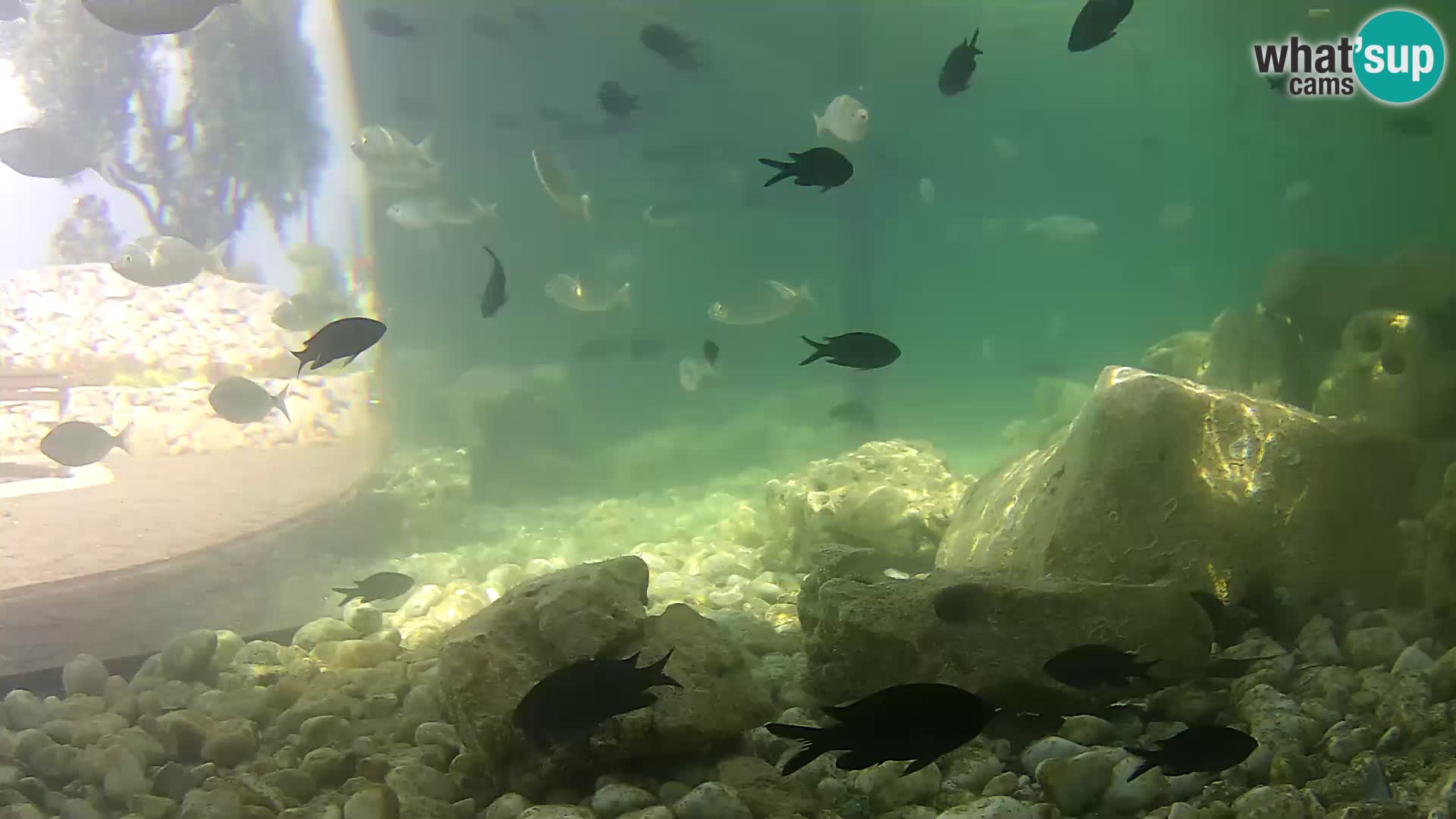 Acuario marino al aire libre Rogoznica webcam Croacia