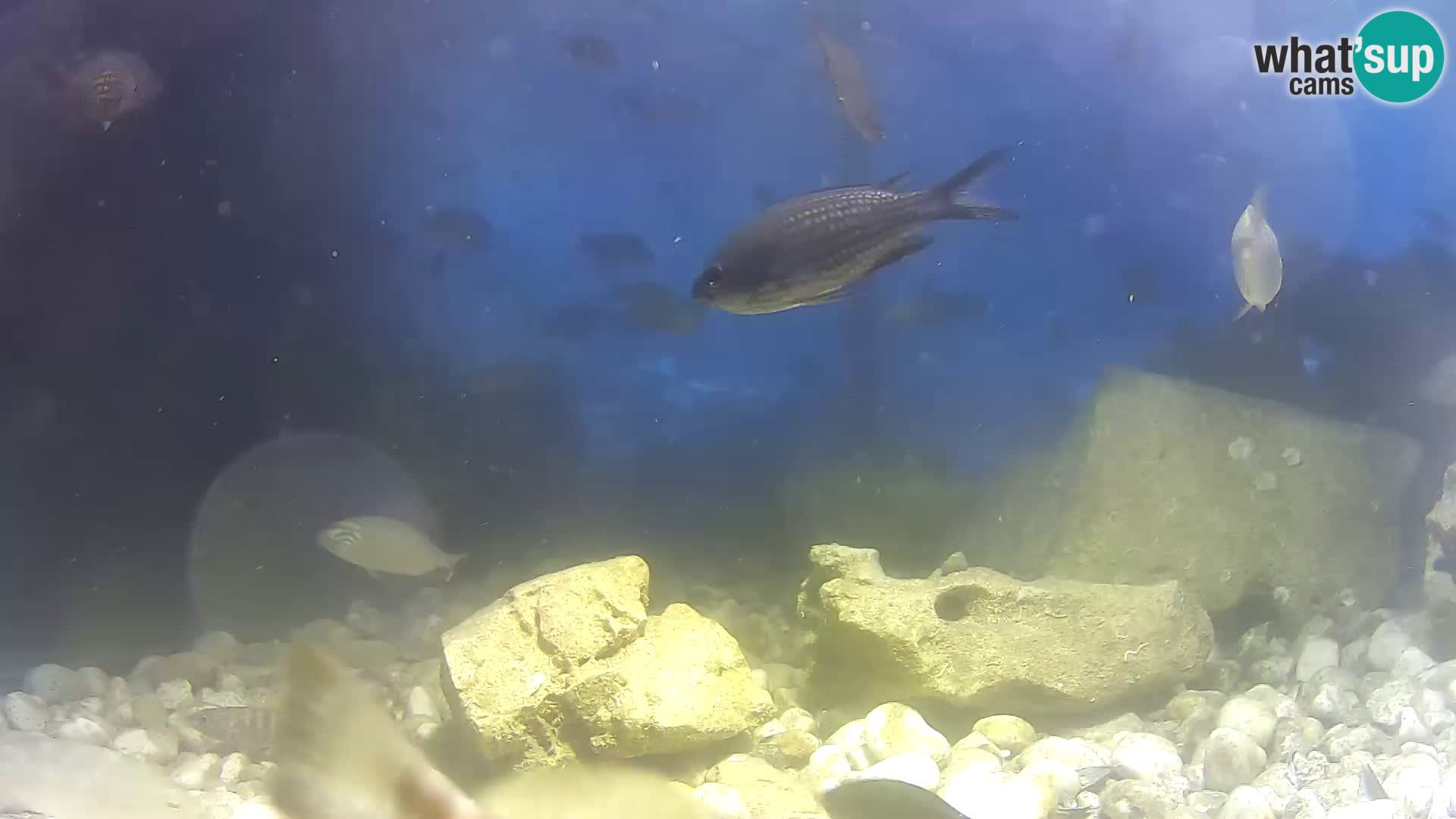 Acuario marino al aire libre Rogoznica webcam Croacia