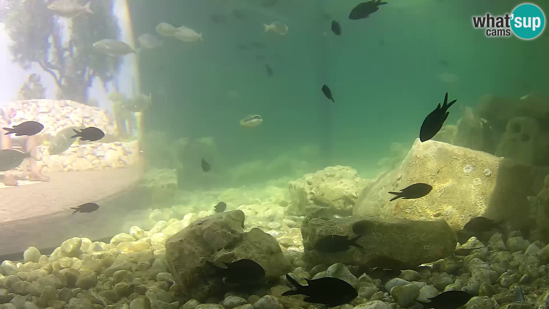 Marine Aquarium im Freien Rogoznica webcam Kroatien