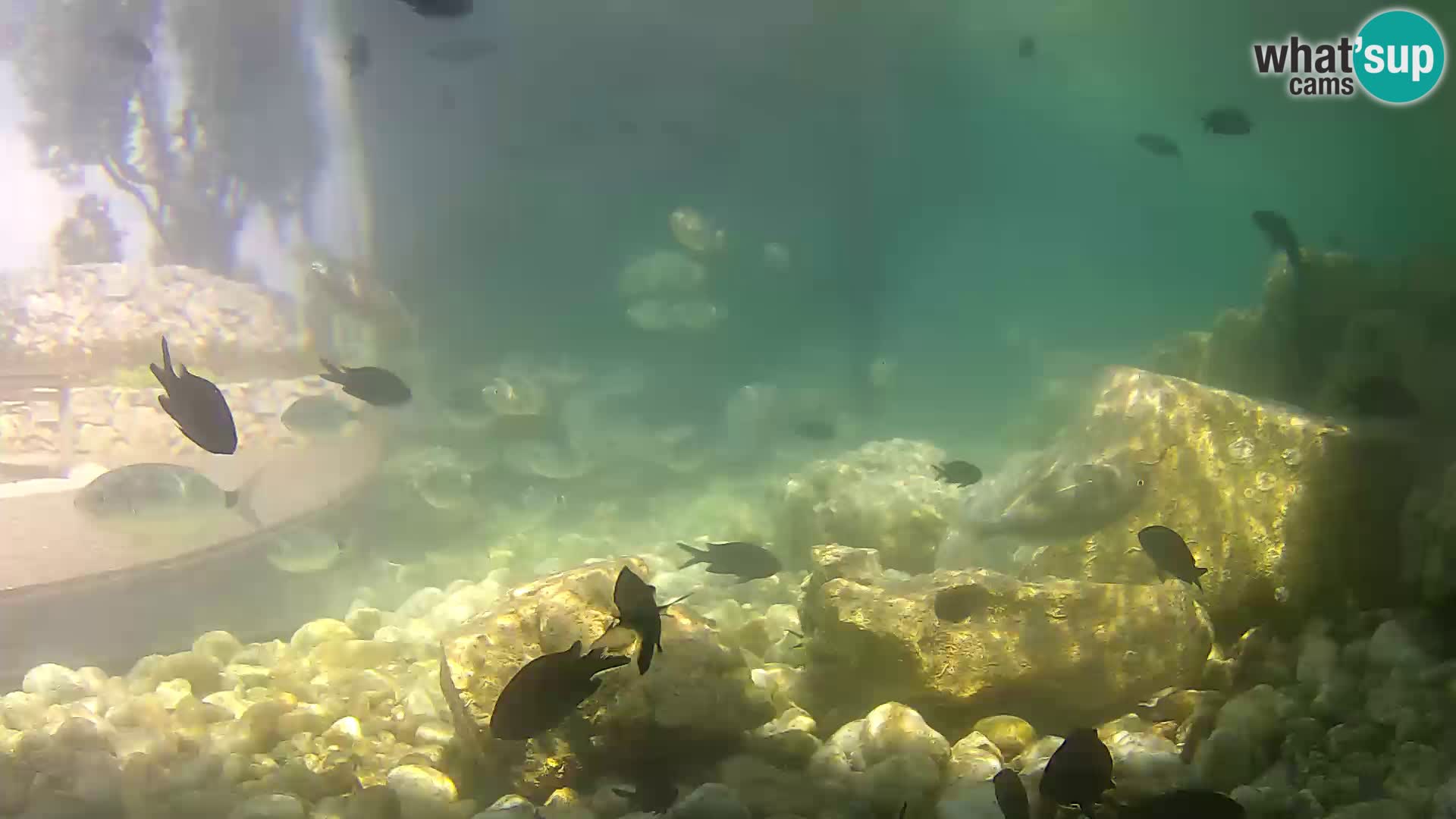 Outdoor Marine Aquarium Rogoznica webcam Croatia