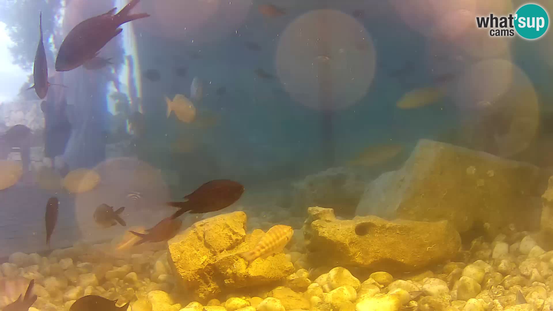 Aquario marino esterno –  Rogoznica livecam Croazia