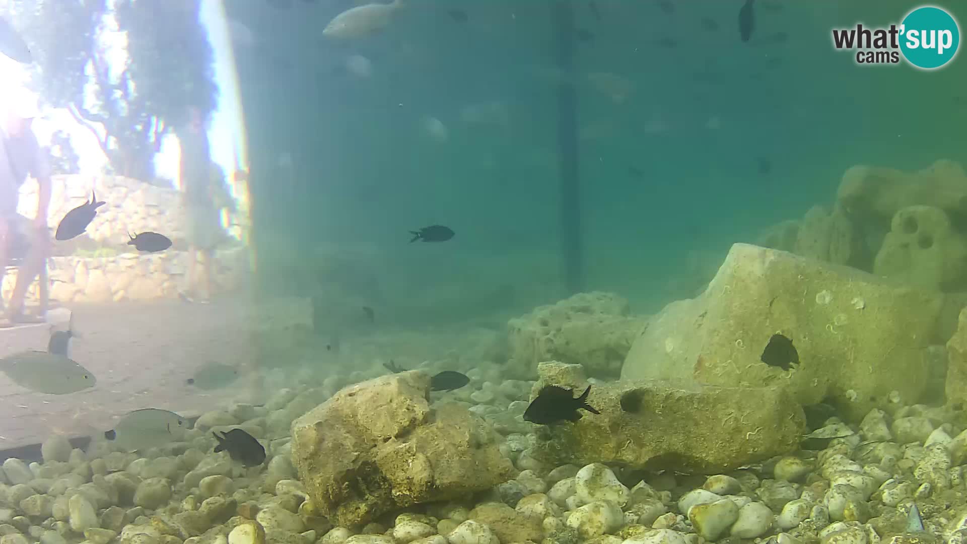 Webcam de l’aquarium marin extérieur de Rogoznica Croatie