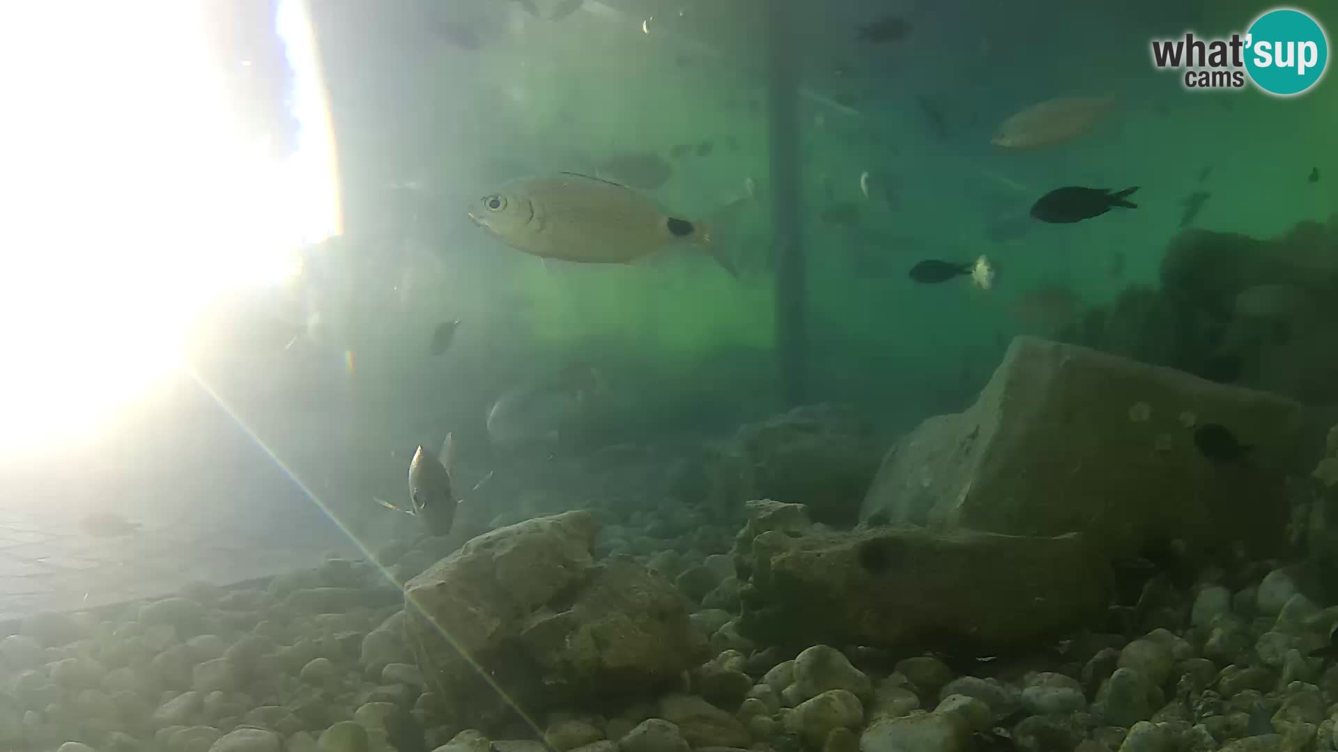 Outdoor Marine Aquarium Rogoznica webcam Croatia