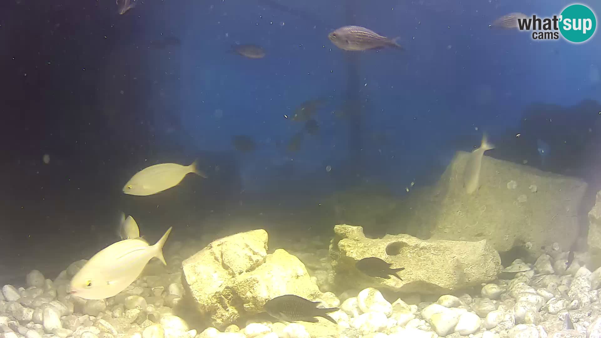 Aquario marino esterno –  Rogoznica livecam Croazia