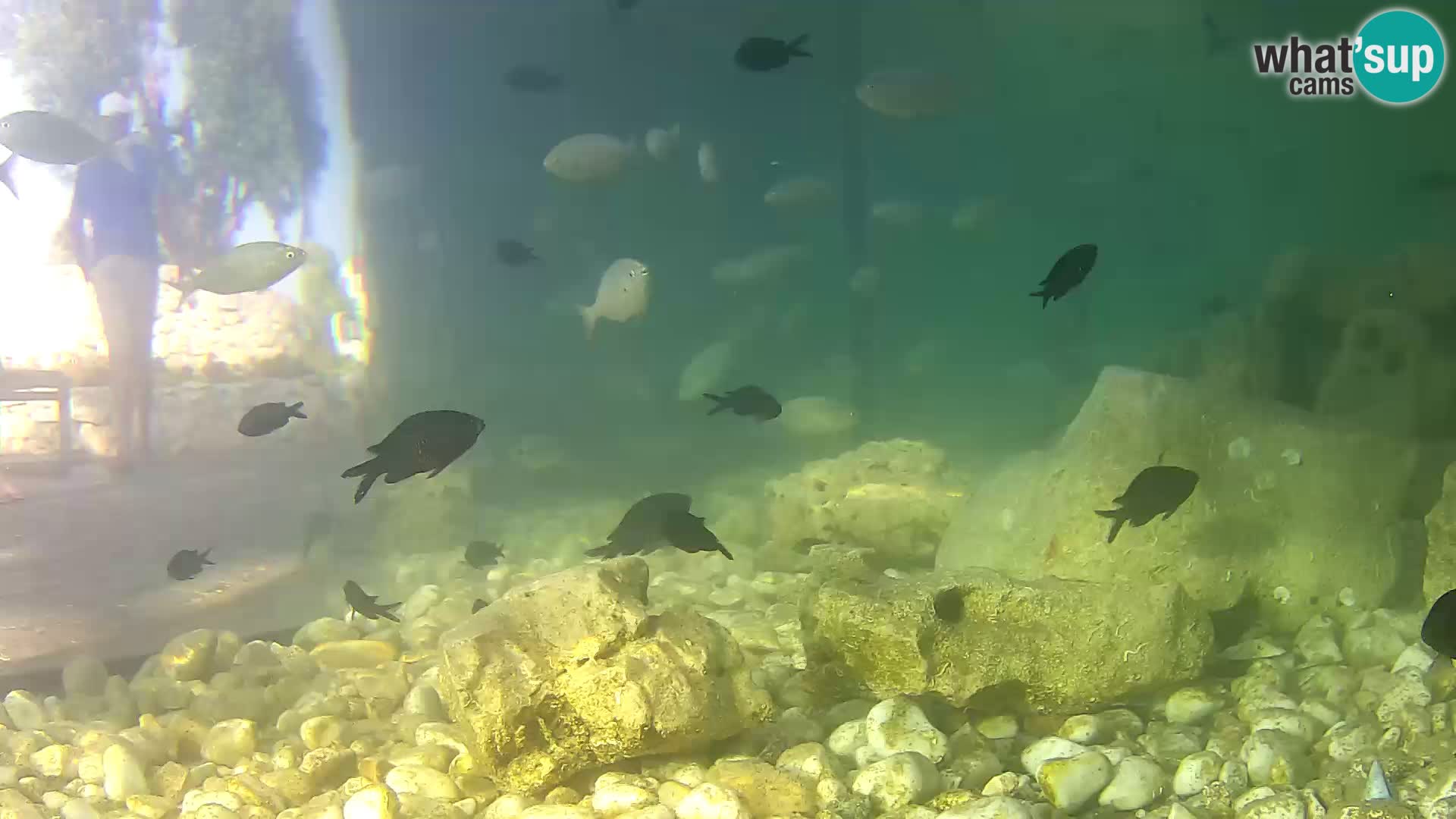 Outdoor Marine Aquarium Rogoznica webcam Croatia