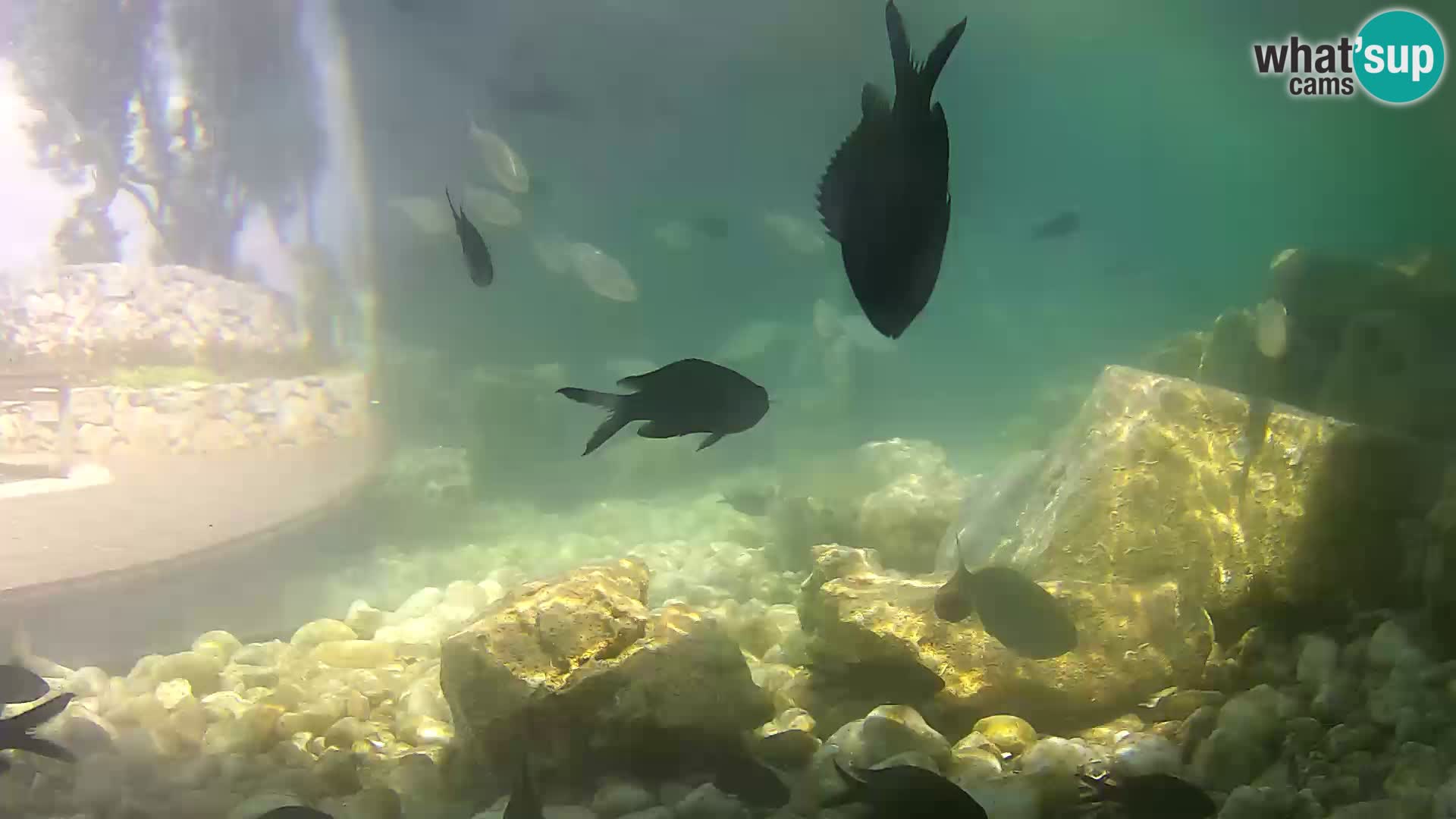 Outdoor Marine Aquarium Rogoznica webcam Croatia