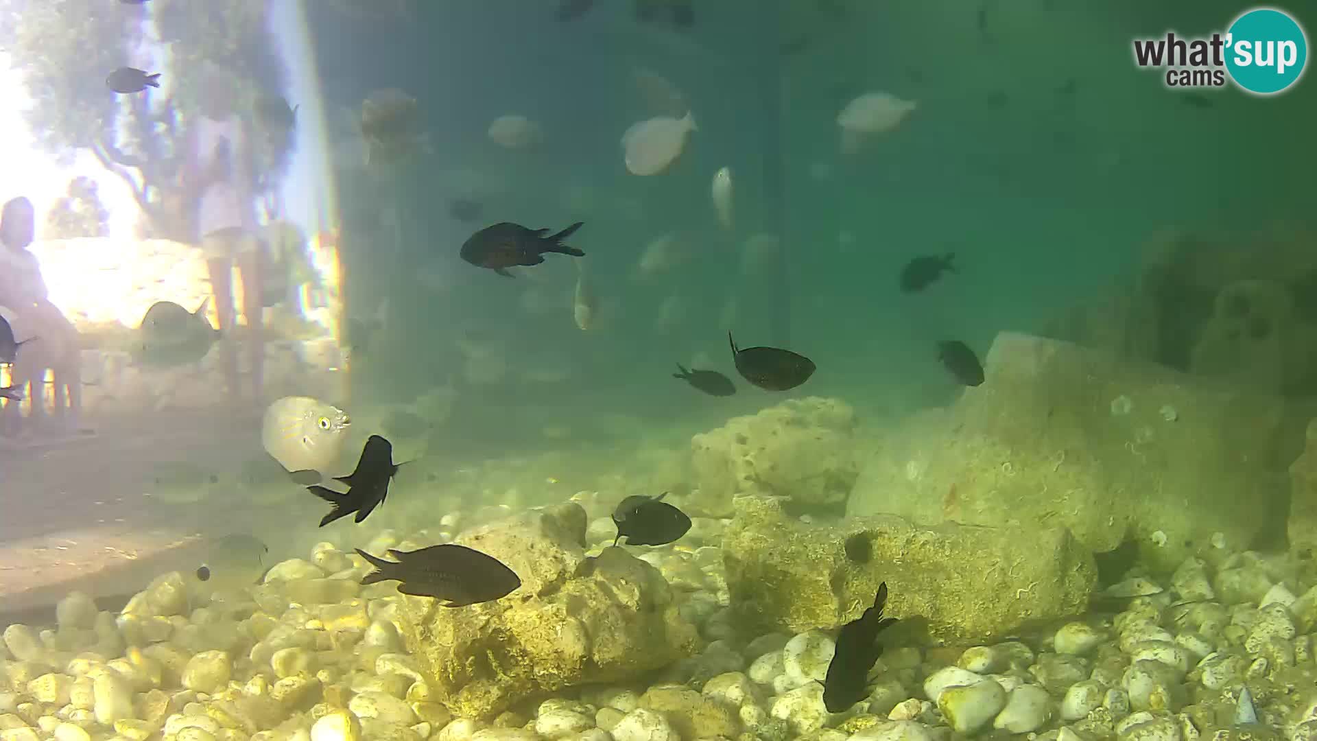Aquario marino esterno –  Rogoznica livecam Croazia