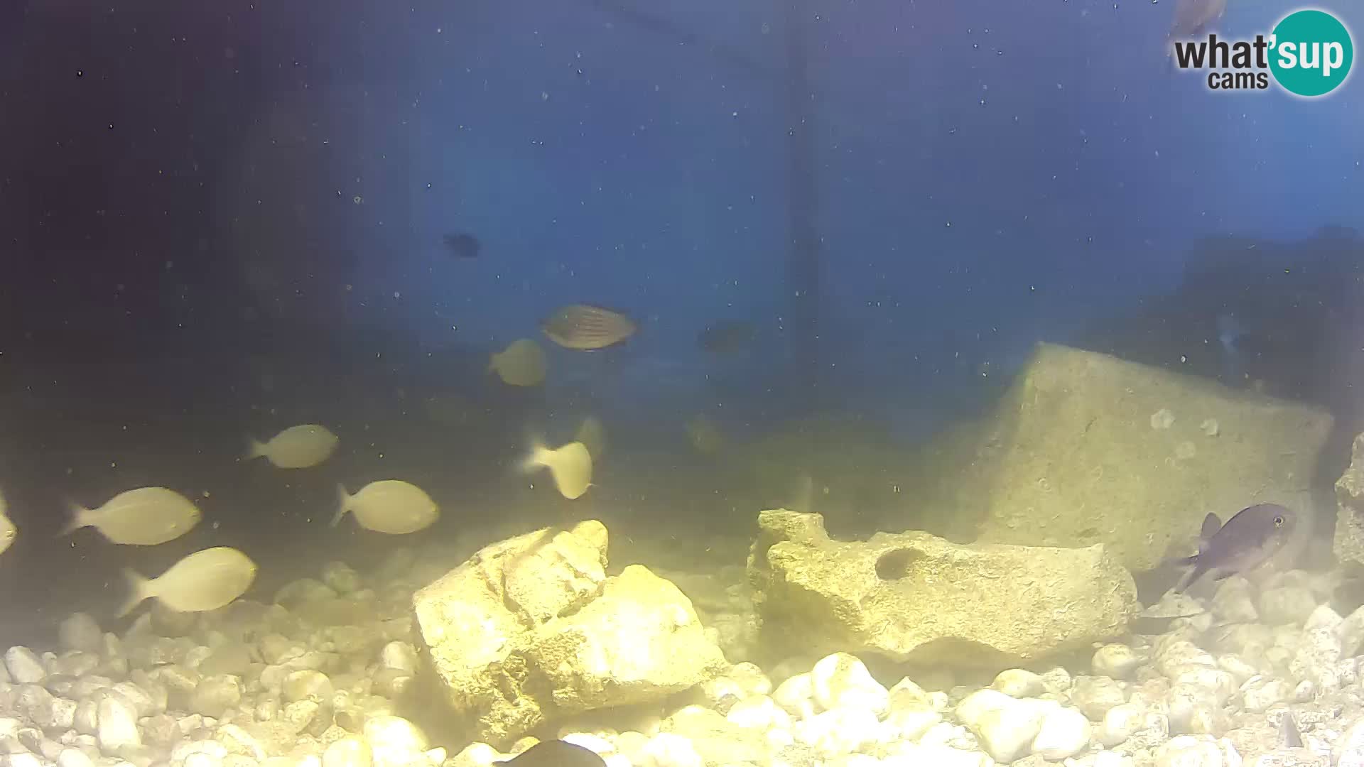 Acuario marino al aire libre Rogoznica webcam Croacia