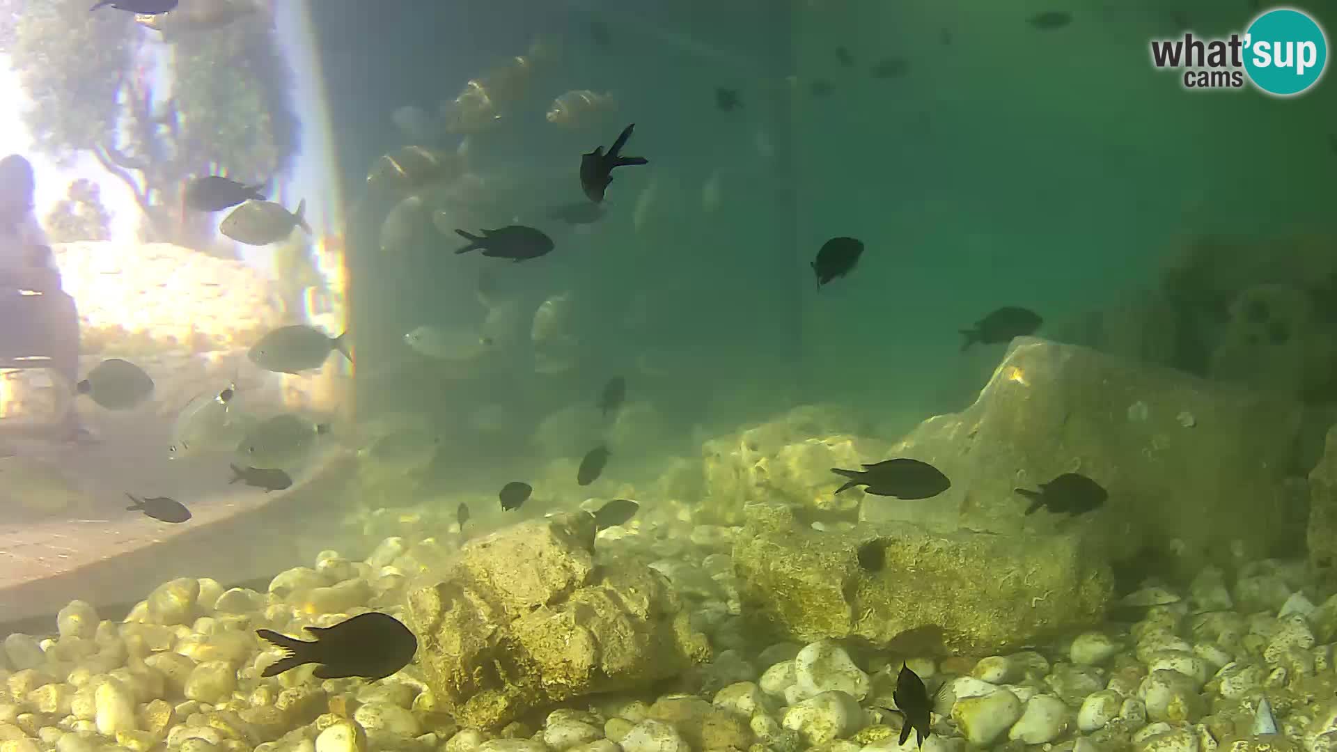 Webcam de l’aquarium marin extérieur de Rogoznica Croatie